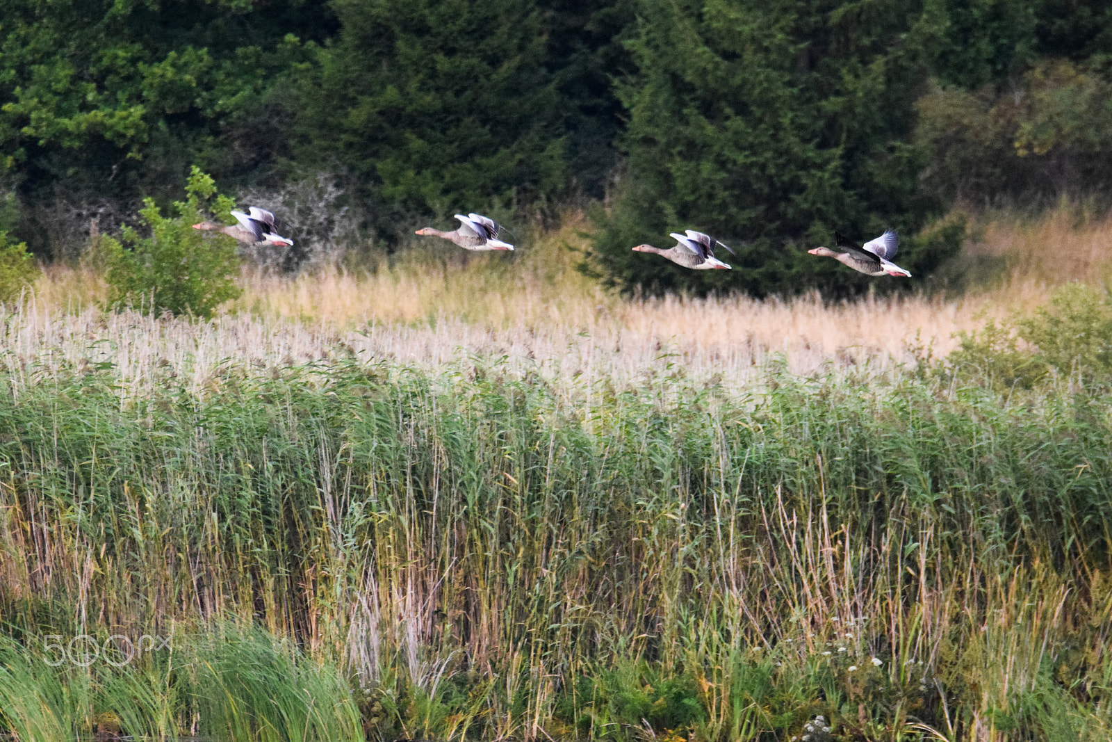 Tamron SP 150-600mm F5-6.3 Di VC USD sample photo. Greylags in flight (anser anser) photography