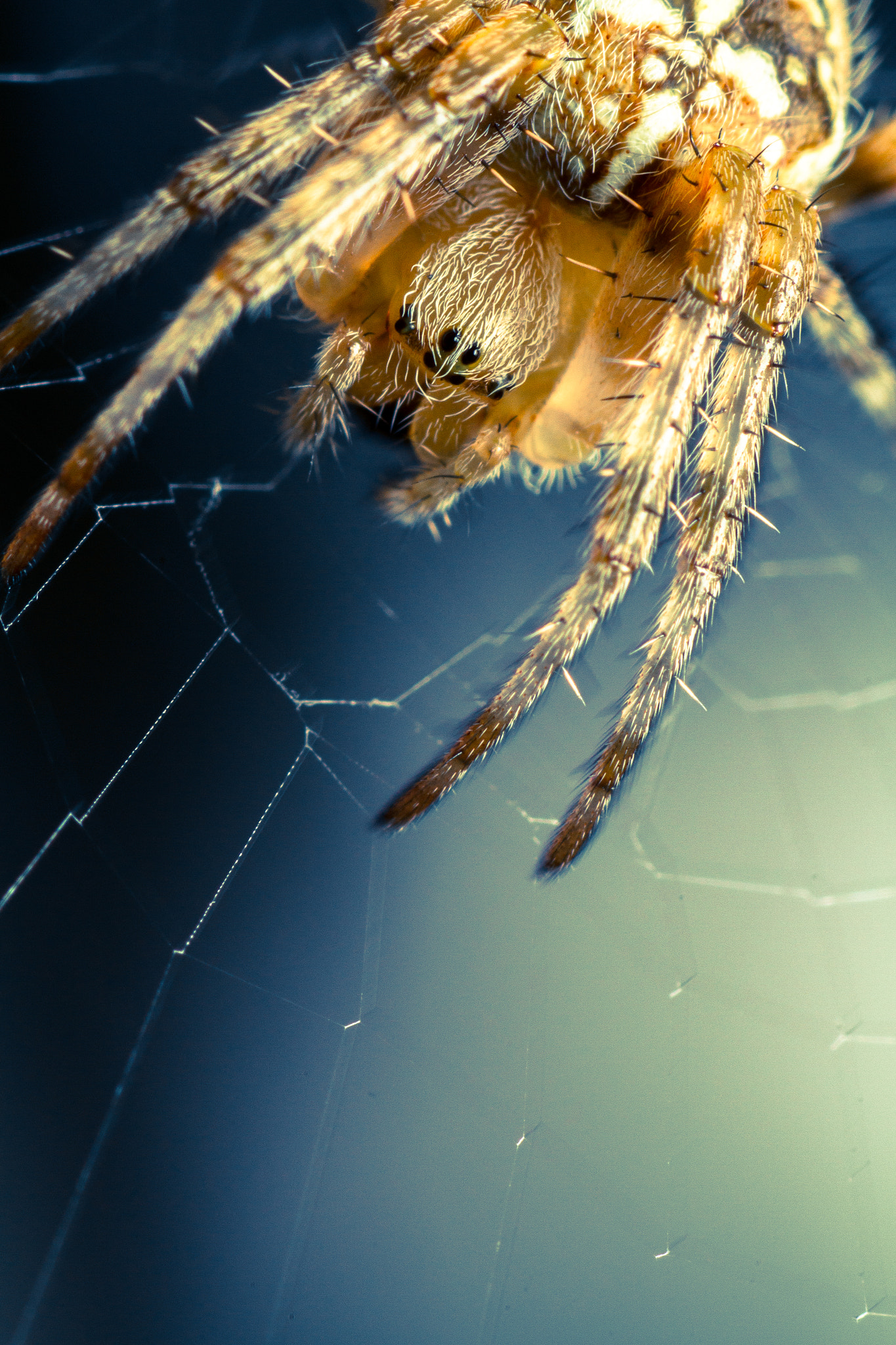 Canon EOS 7D + Canon EF 100mm F2.8 Macro USM sample photo. He sees you when you're sleeping... photography