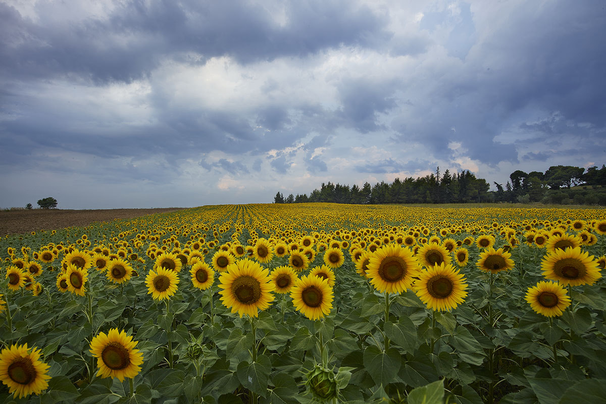 Phase One IQ260 sample photo. Sun flower fields photography