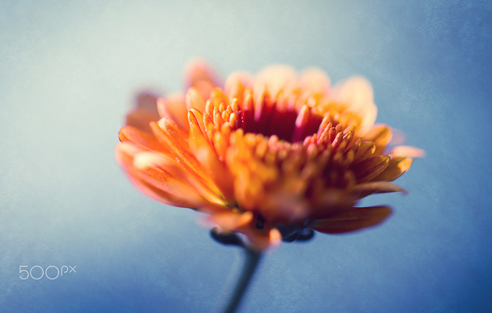 Samsung NX30 + Samsung NX 60mm F2.8 Macro ED OIS SSA sample photo. Good morning photography
