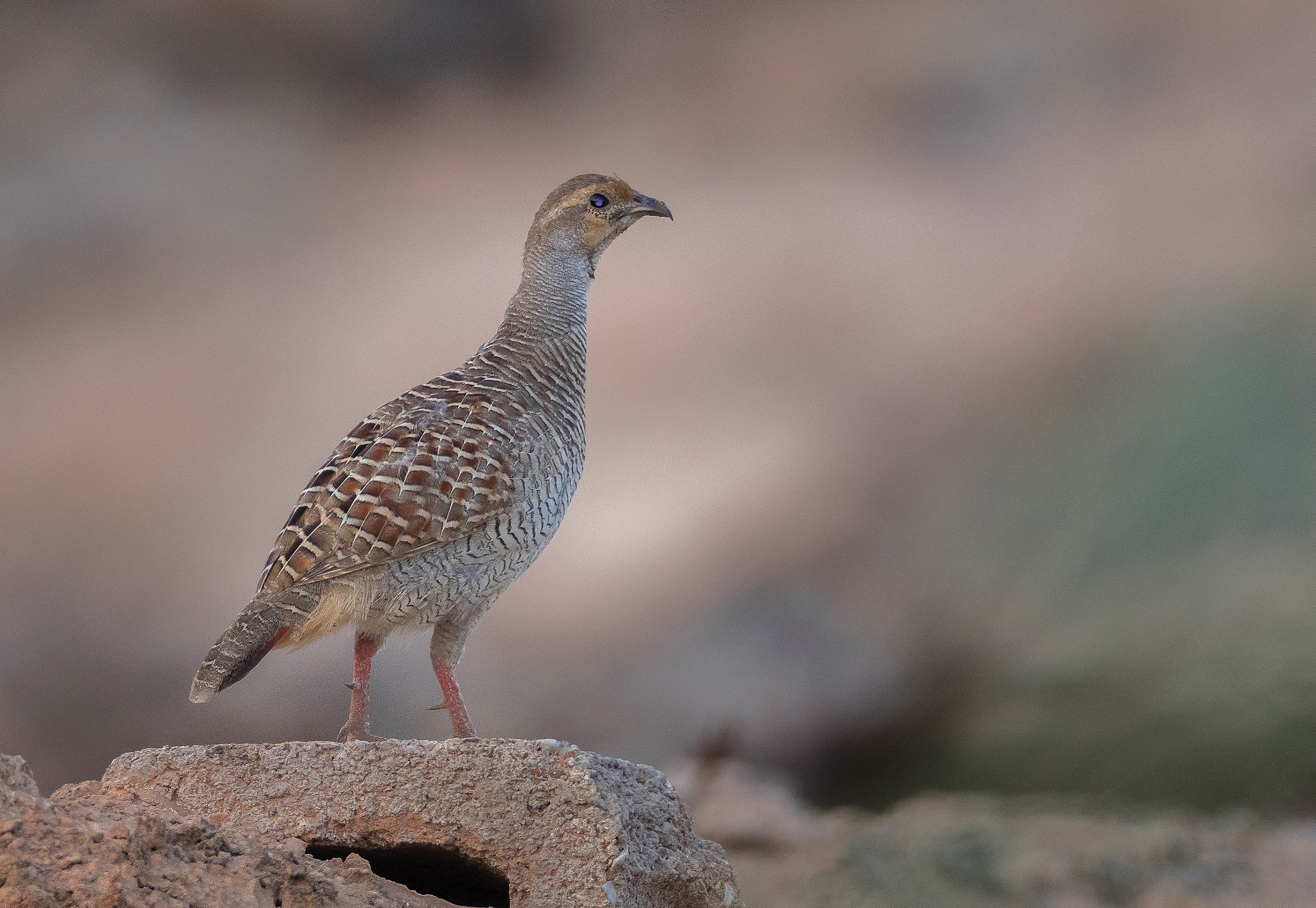 Canon EOS 7D Mark II + Canon EF 800mm F5.6L IS USM sample photo