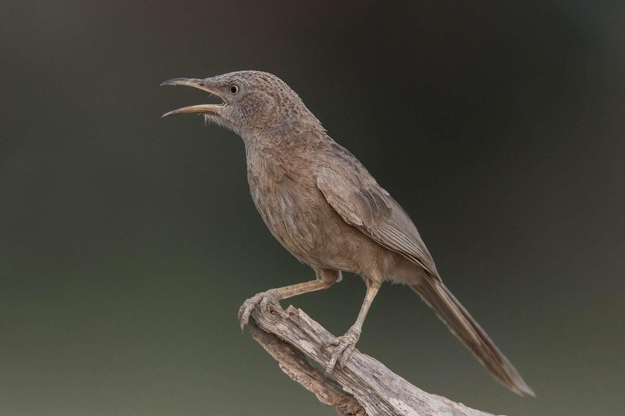 Canon EOS 7D Mark II + Canon EF 800mm F5.6L IS USM sample photo