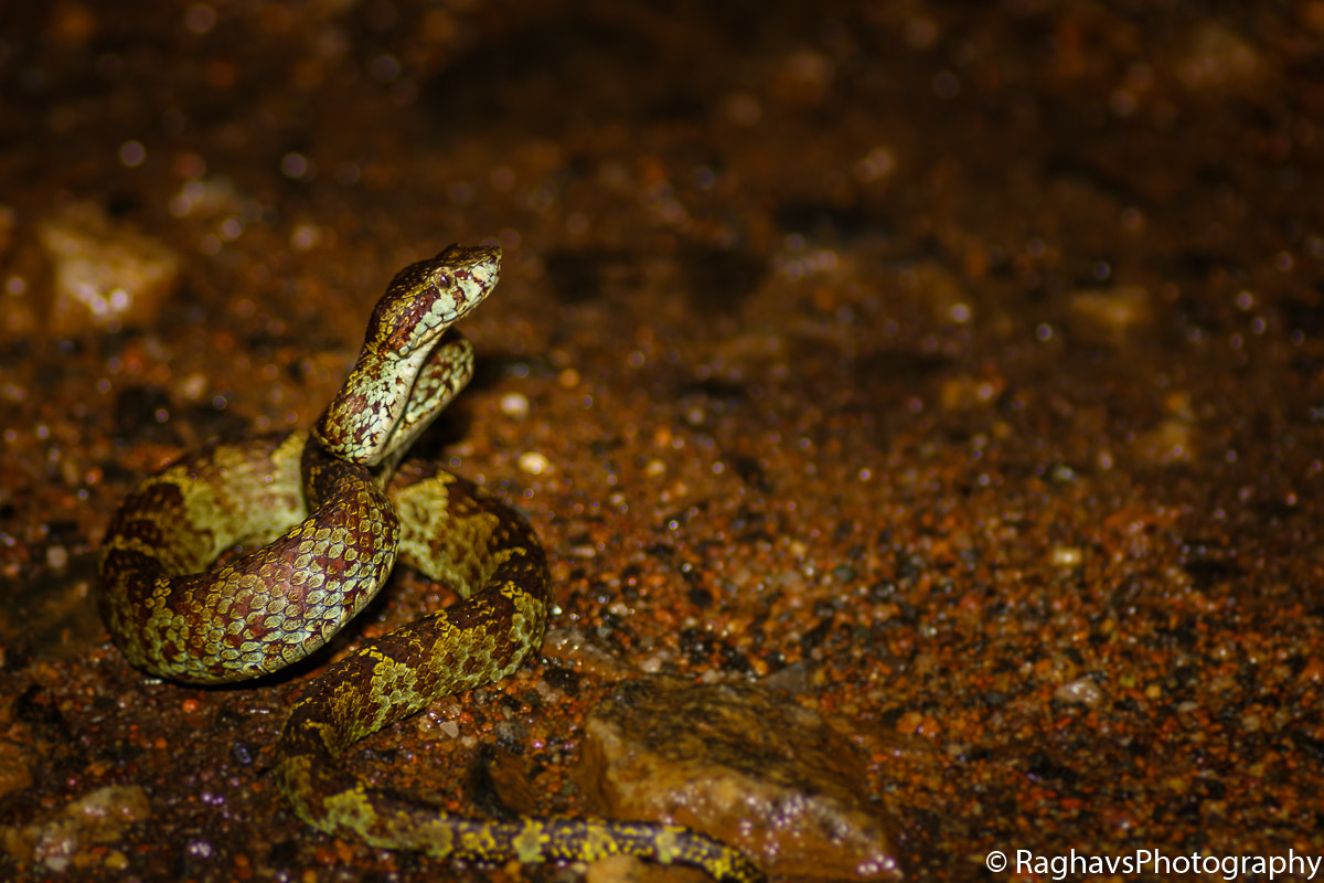 Tamron SP AF 90mm F2.8 Di Macro sample photo. Viper pose photography