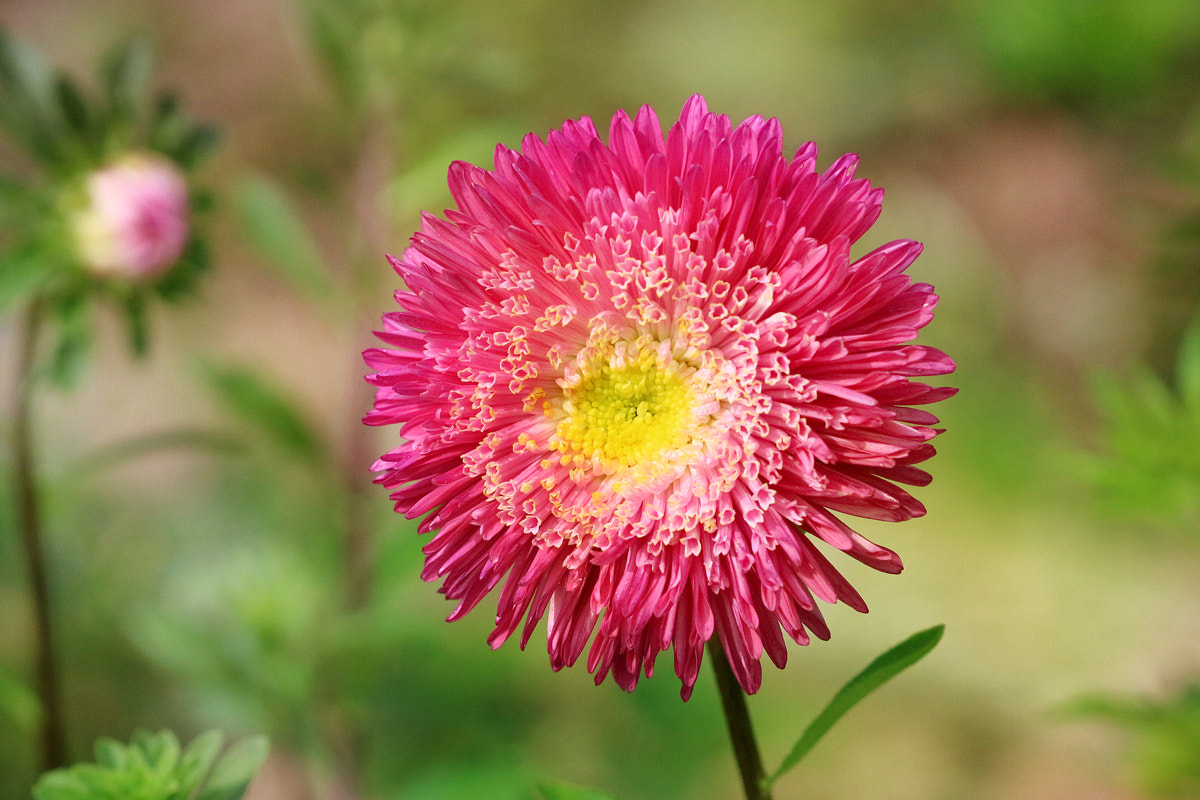 Canon EF 100mm F2.8 Macro USM sample photo. Aster photography