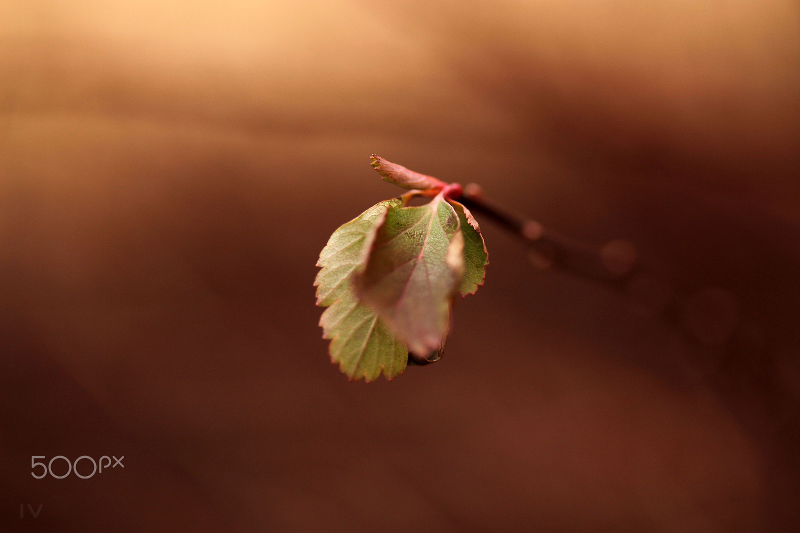 Canon EF-S 60mm F2.8 Macro USM sample photo. Leaf 1 photography