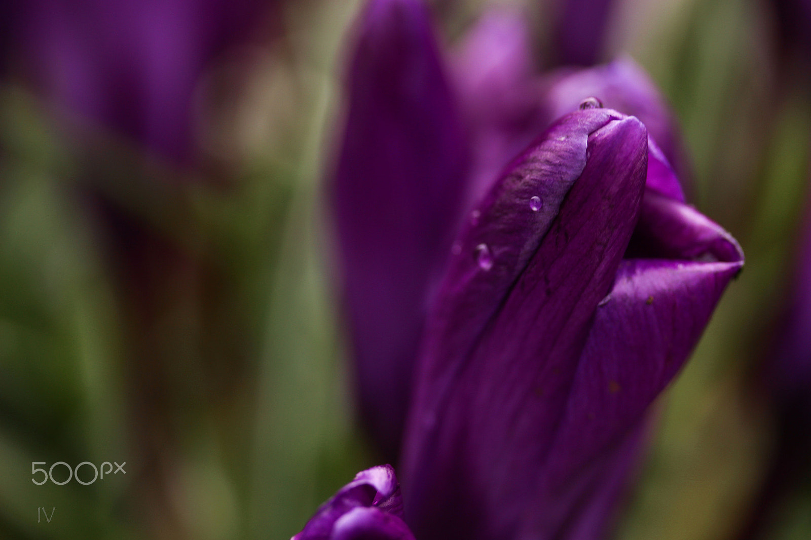 Canon EF-S 60mm F2.8 Macro USM sample photo. Sd.jpg photography