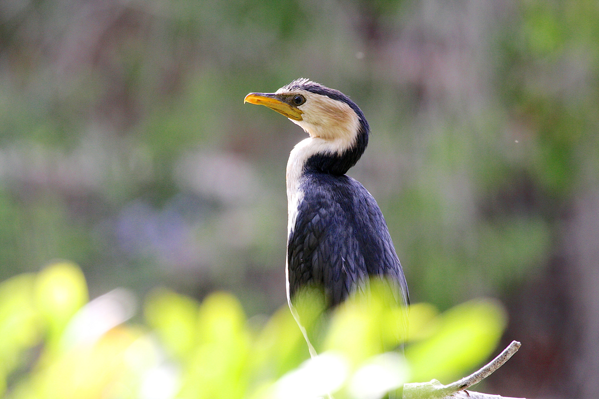 Canon EF 100-400mm F4.5-5.6L IS USM sample photo. Little pied cormorant photography