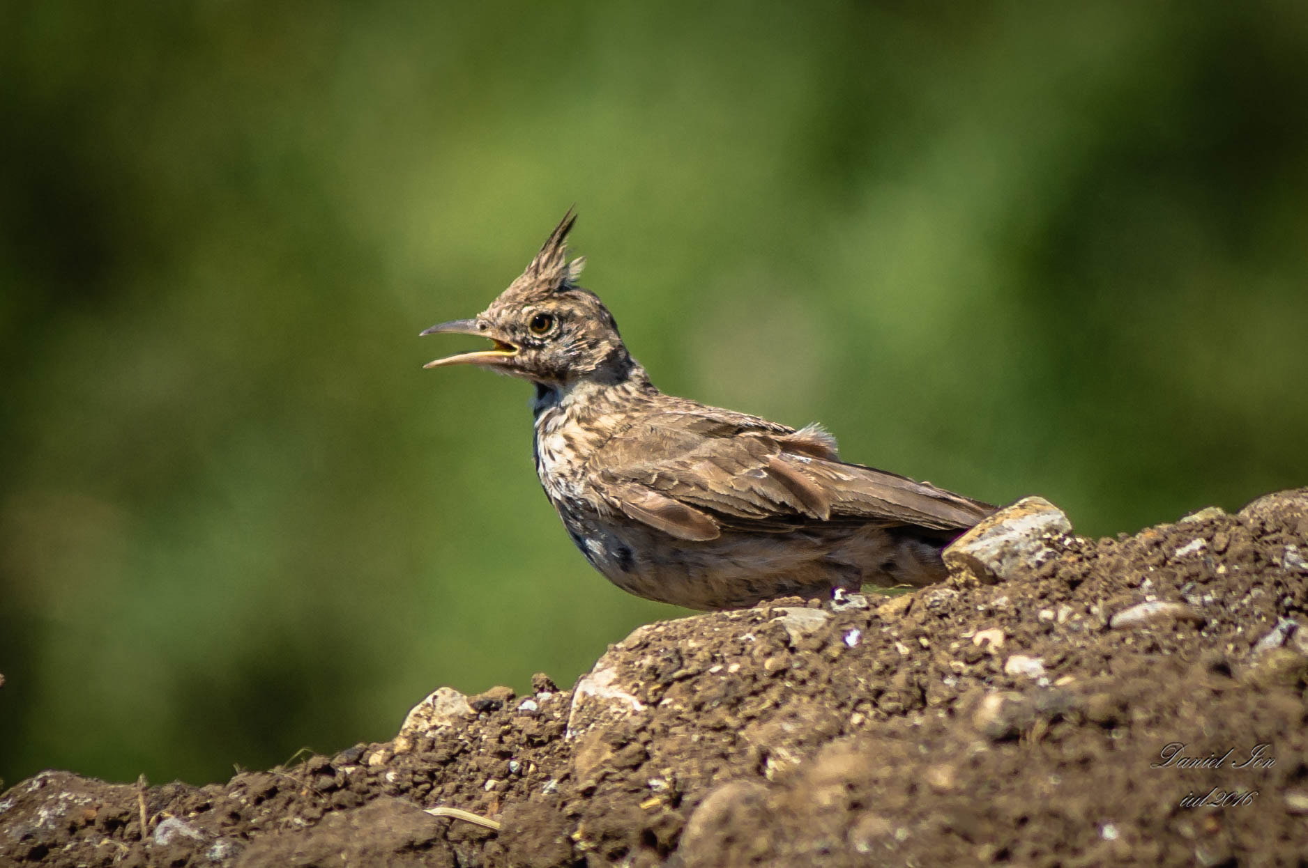 smc PENTAX-FA 80-320mm F4.5-5.6 sample photo. Galerida cristata photography