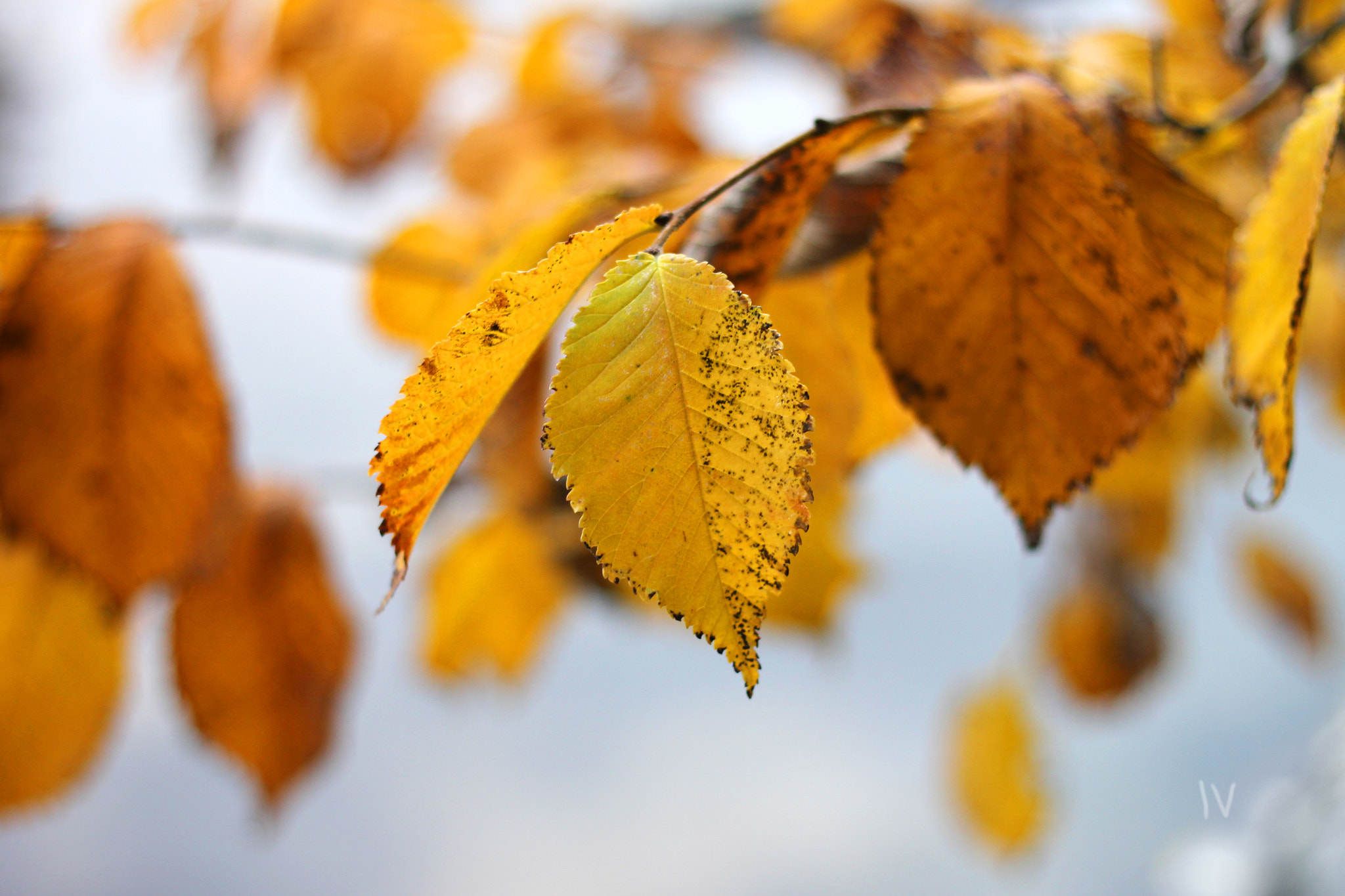 Canon EOS 1100D (EOS Rebel T3 / EOS Kiss X50) + Canon EF 50mm F1.8 II sample photo. 2015-10-08 18.32.20.jpg photography