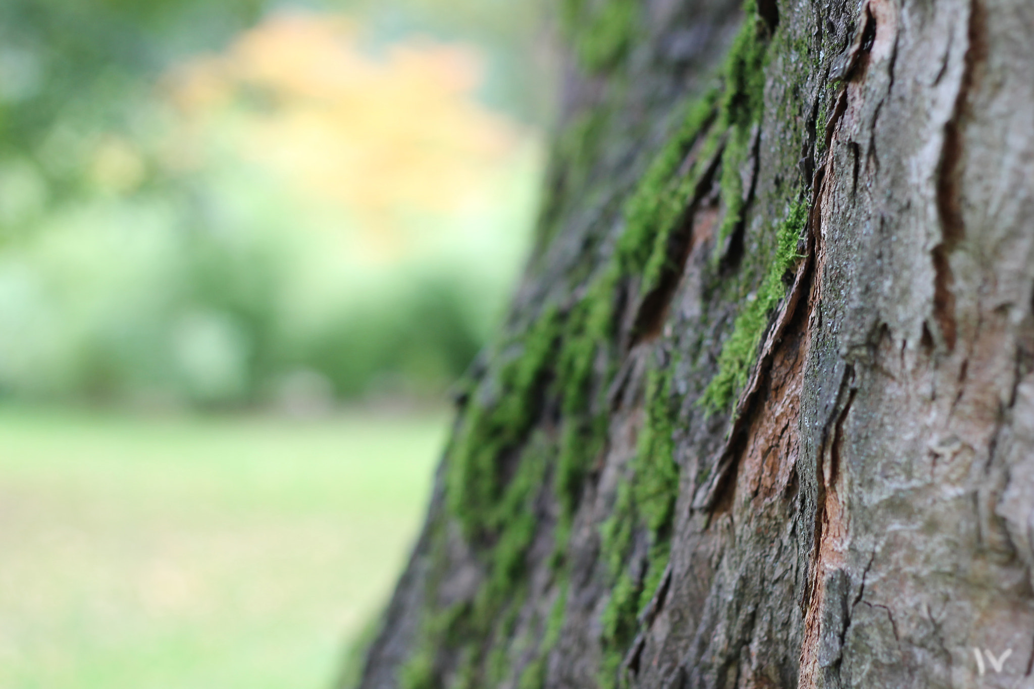 Canon EOS 1100D (EOS Rebel T3 / EOS Kiss X50) + Canon EF 50mm F1.8 II sample photo. 2015-10-10 12.08.55.jpg photography