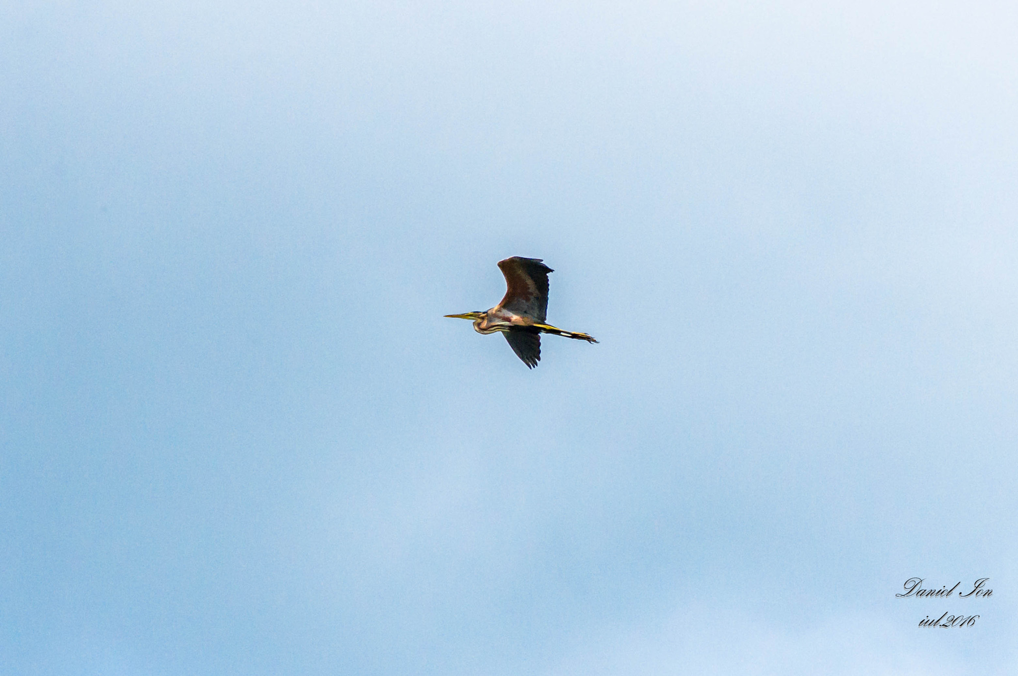 smc PENTAX-FA 80-320mm F4.5-5.6 sample photo. Ardea purpurea photography
