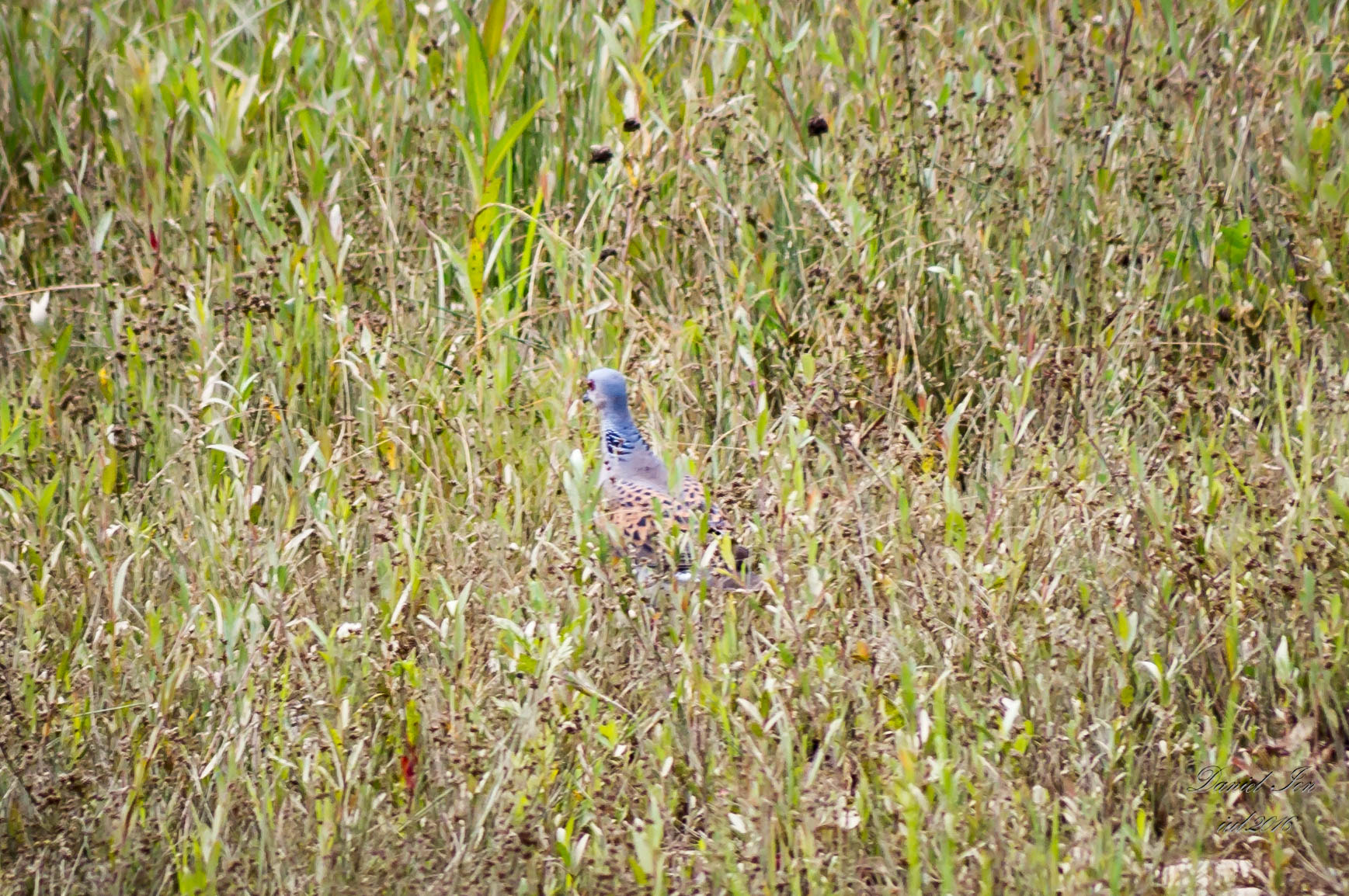 smc PENTAX-FA 80-320mm F4.5-5.6 sample photo. Streptopelia turtur photography