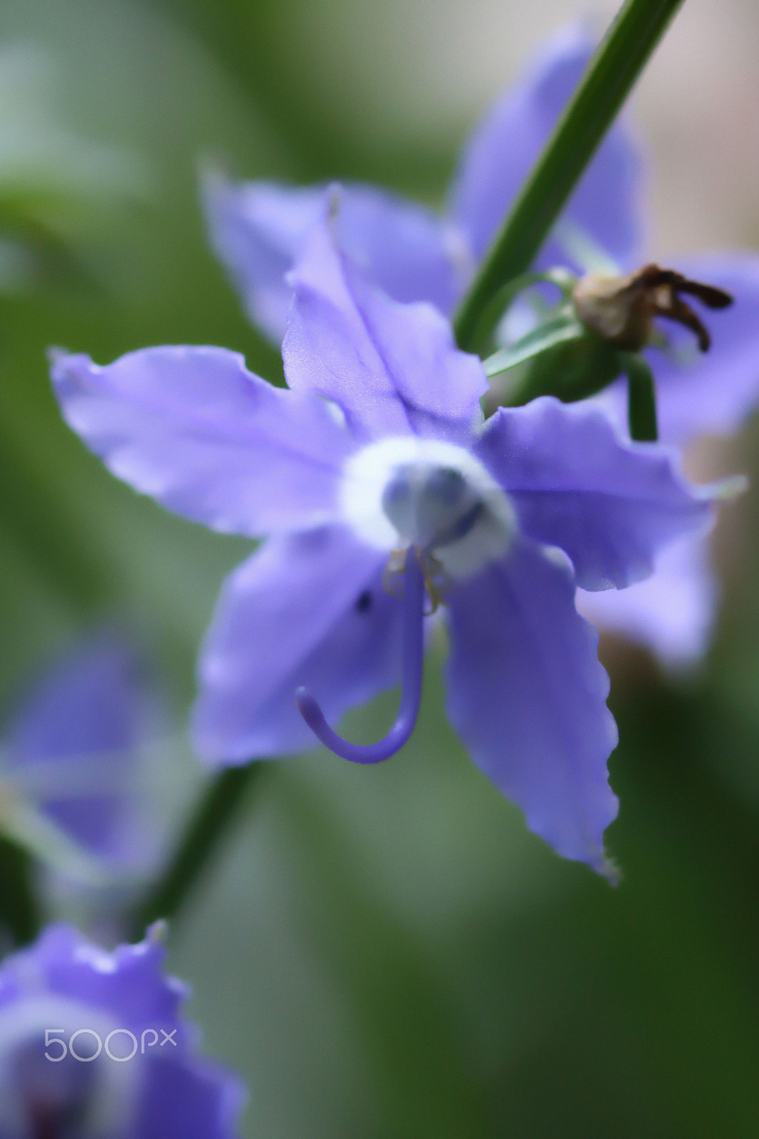 Canon EOS 760D (EOS Rebel T6s / EOS 8000D) sample photo. Purple star 1 photography