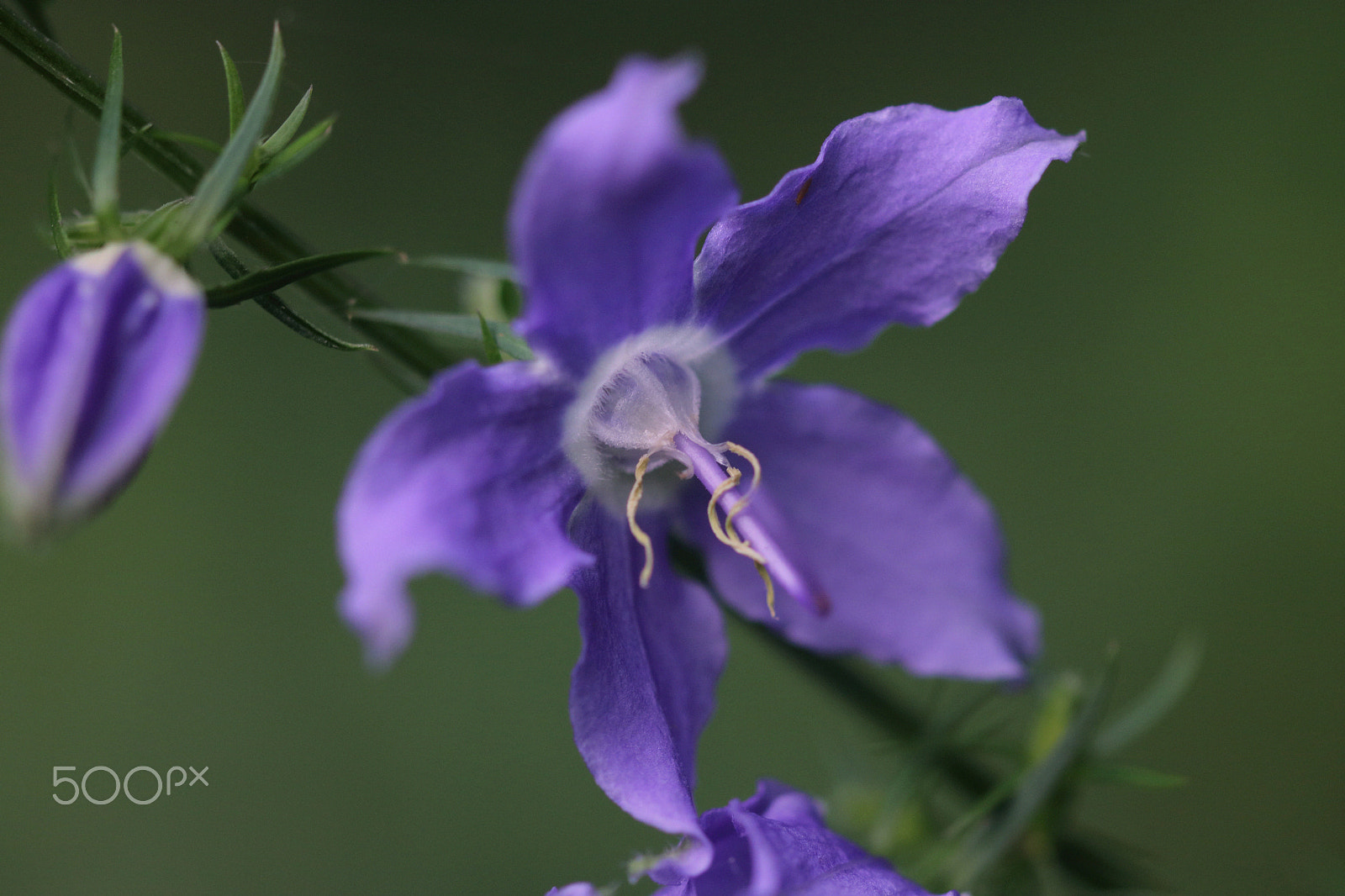 Canon EOS 760D (EOS Rebel T6s / EOS 8000D) sample photo. Purple star 2 photography