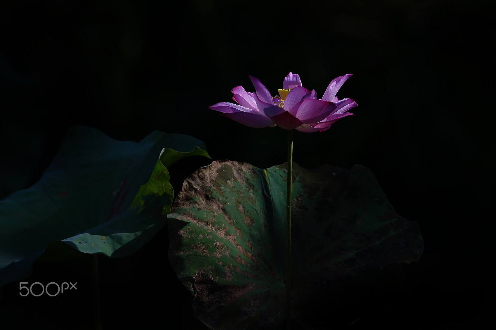 Canon EF 400mm F2.8L IS II USM sample photo. Bs3p5182.jpg photography