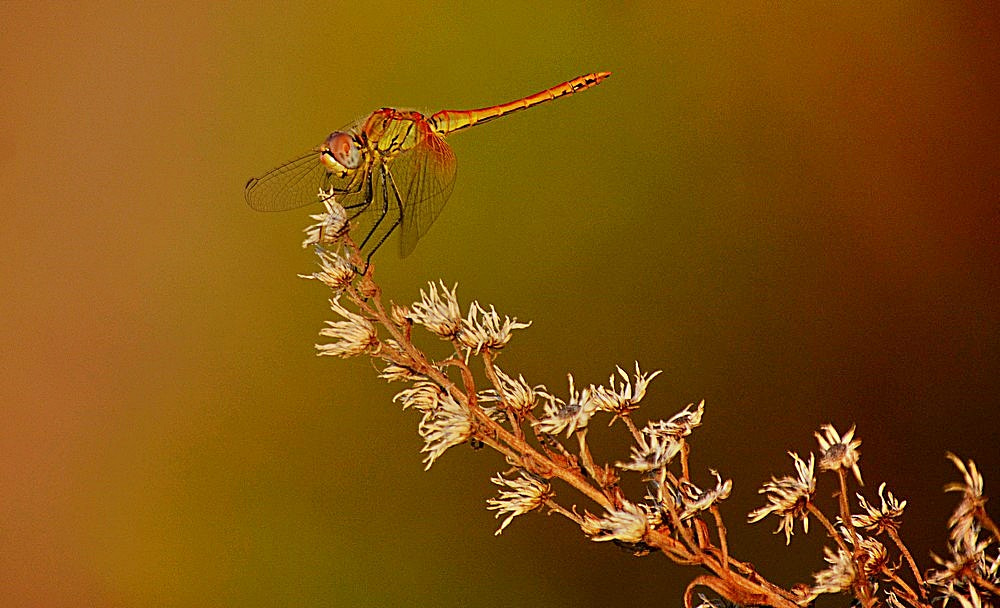 Sigma 70-300mm F4-5.6 APO Macro Super II sample photo. Dragonfly photography