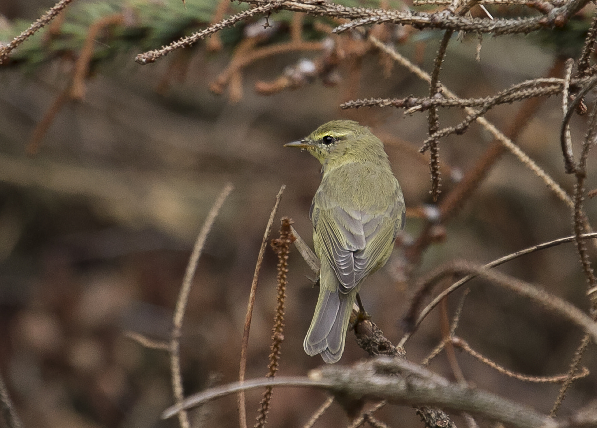 Canon EF 100-400mm F4.5-5.6L IS USM sample photo. Willow warbler photography