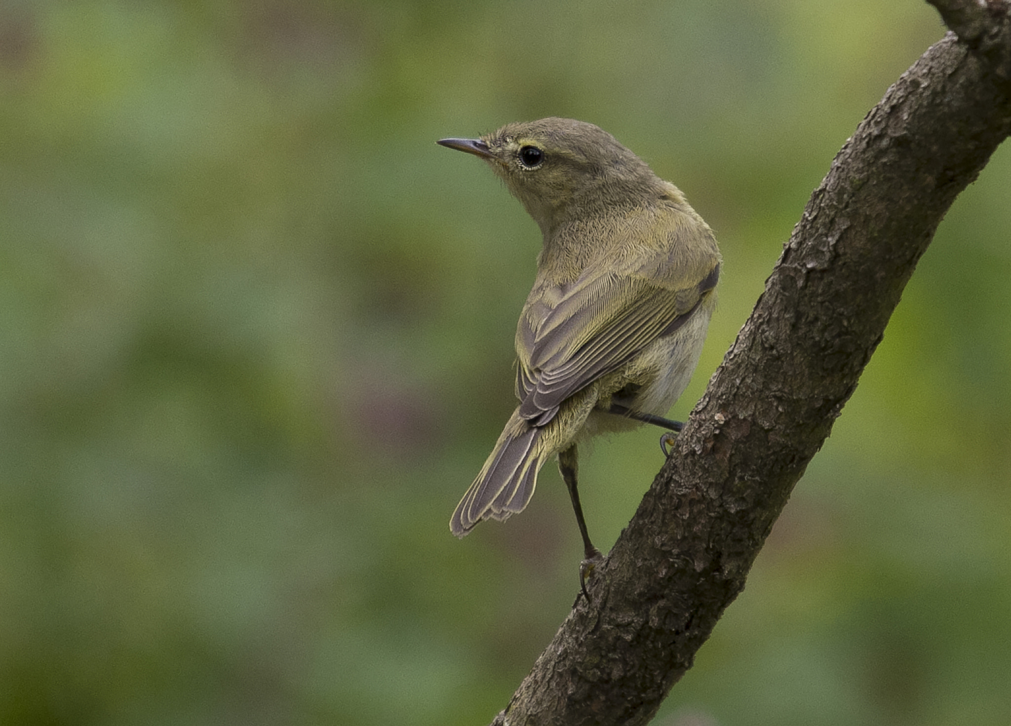 Canon EF 100-400mm F4.5-5.6L IS USM sample photo. Chiffchaff photography