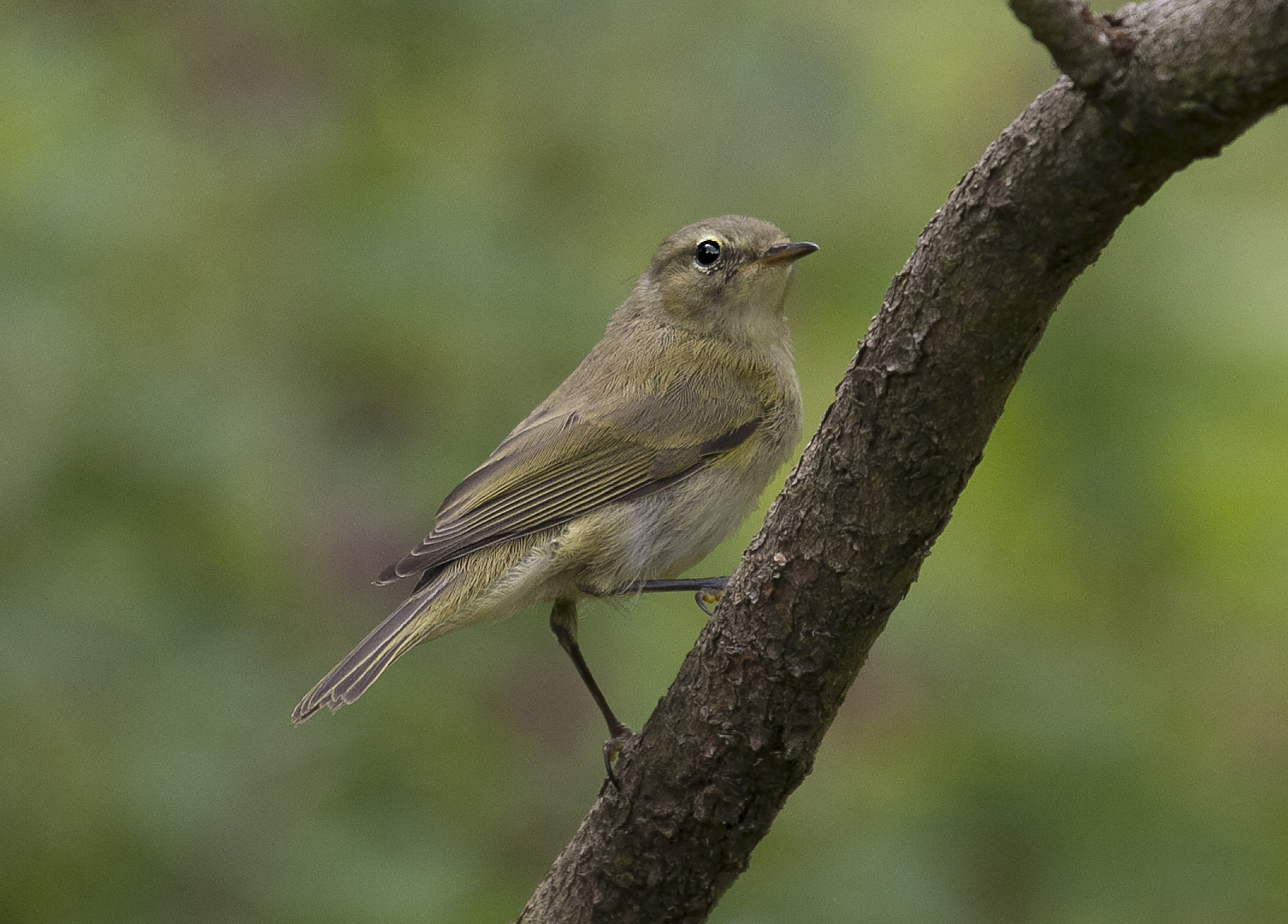 Canon EF 100-400mm F4.5-5.6L IS USM sample photo. Chiffchaff photography