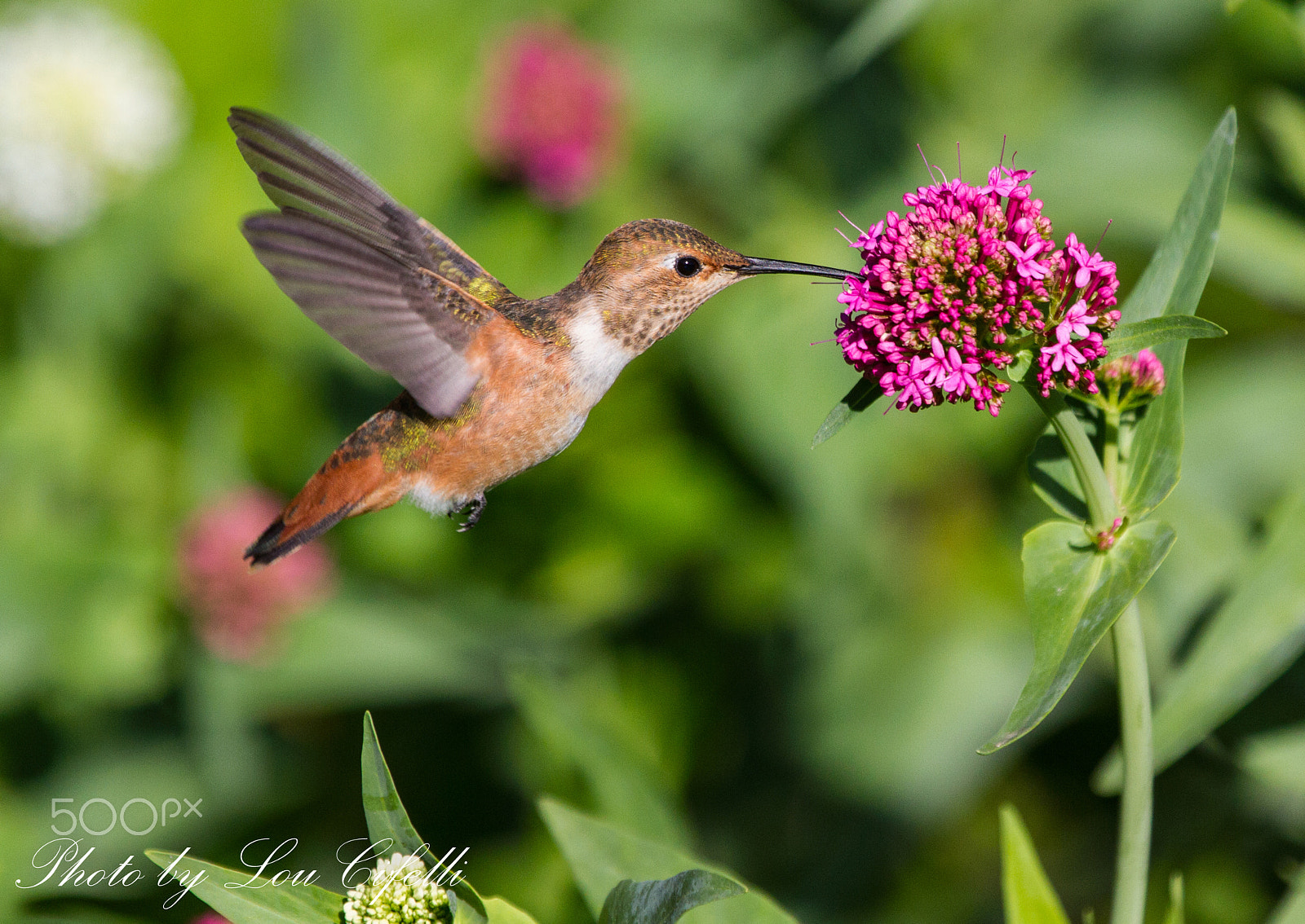 Canon EF 100-400mm F4.5-5.6L IS USM sample photo. Hummingbird5084.jpg photography