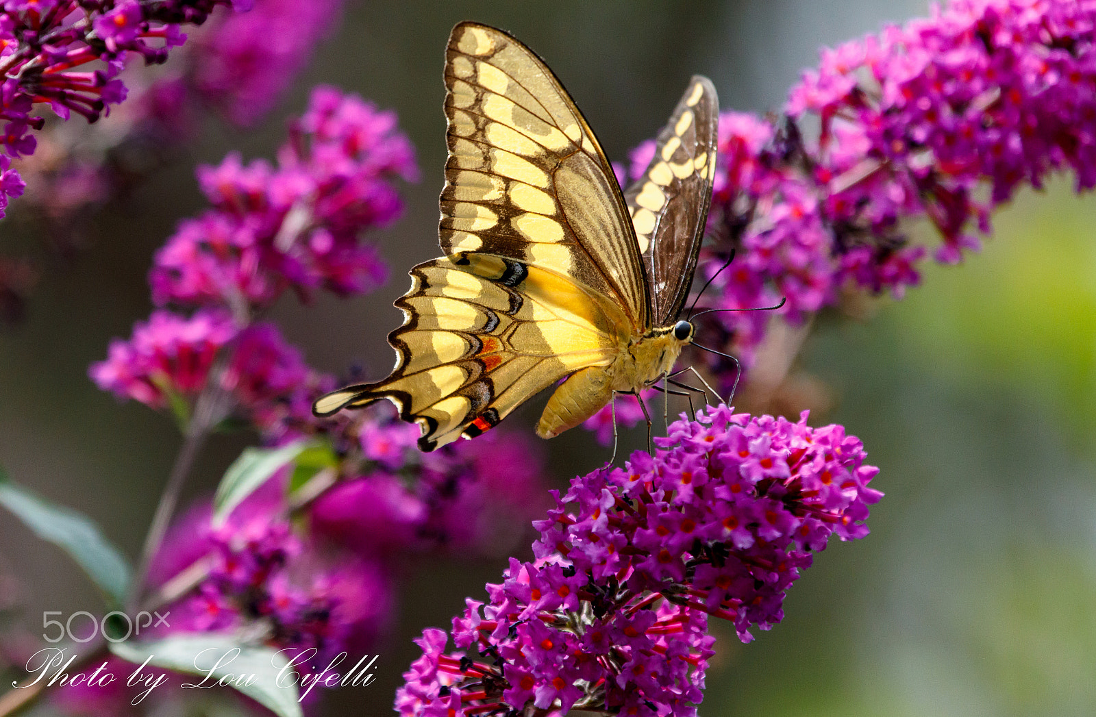 Canon EF 100-400mm F4.5-5.6L IS USM sample photo. Butterfly8318.jpg photography