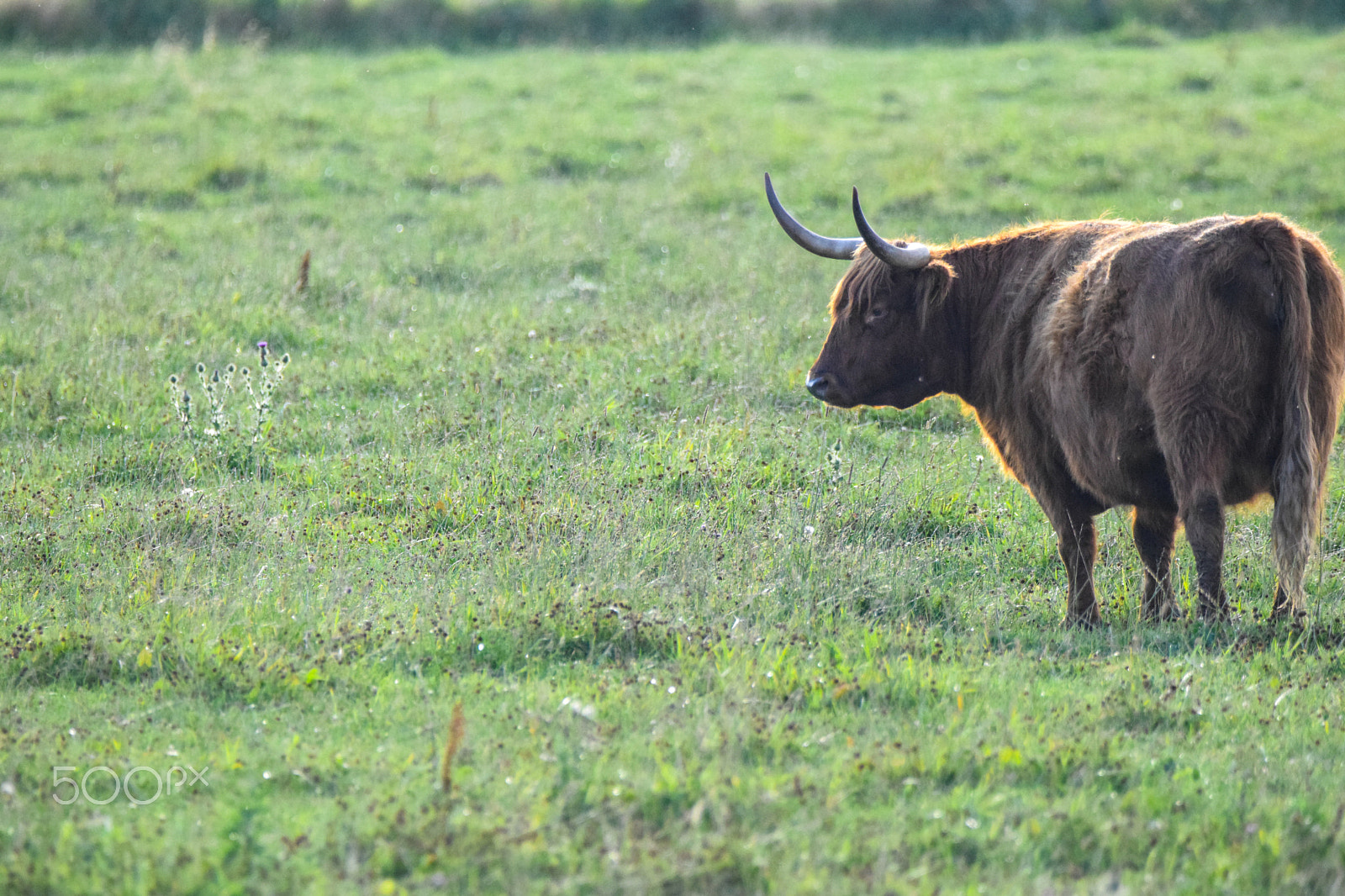 Tamron SP 150-600mm F5-6.3 Di VC USD sample photo. A cow watching its herd photography