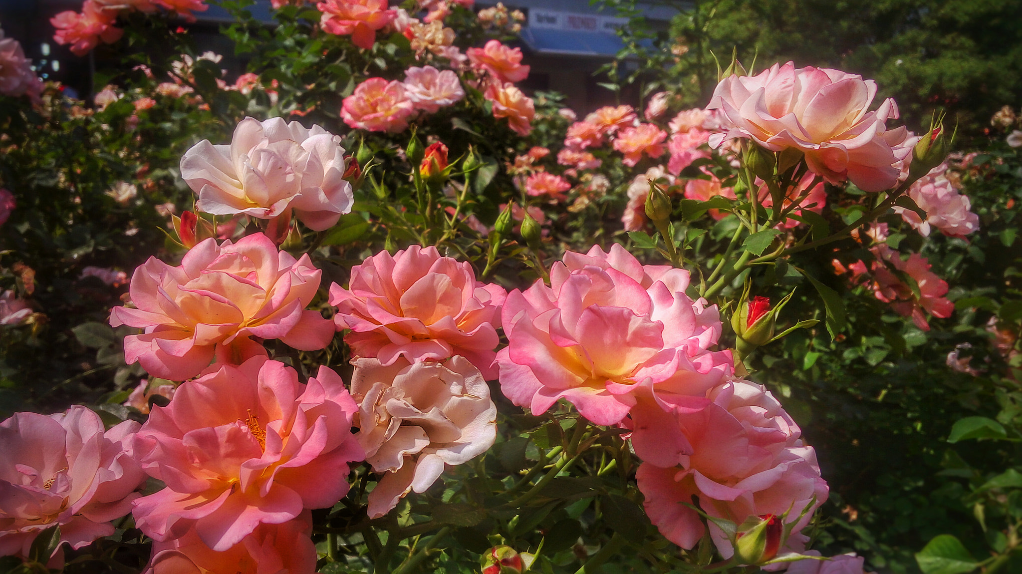 LG H542TR sample photo. Flowers photography