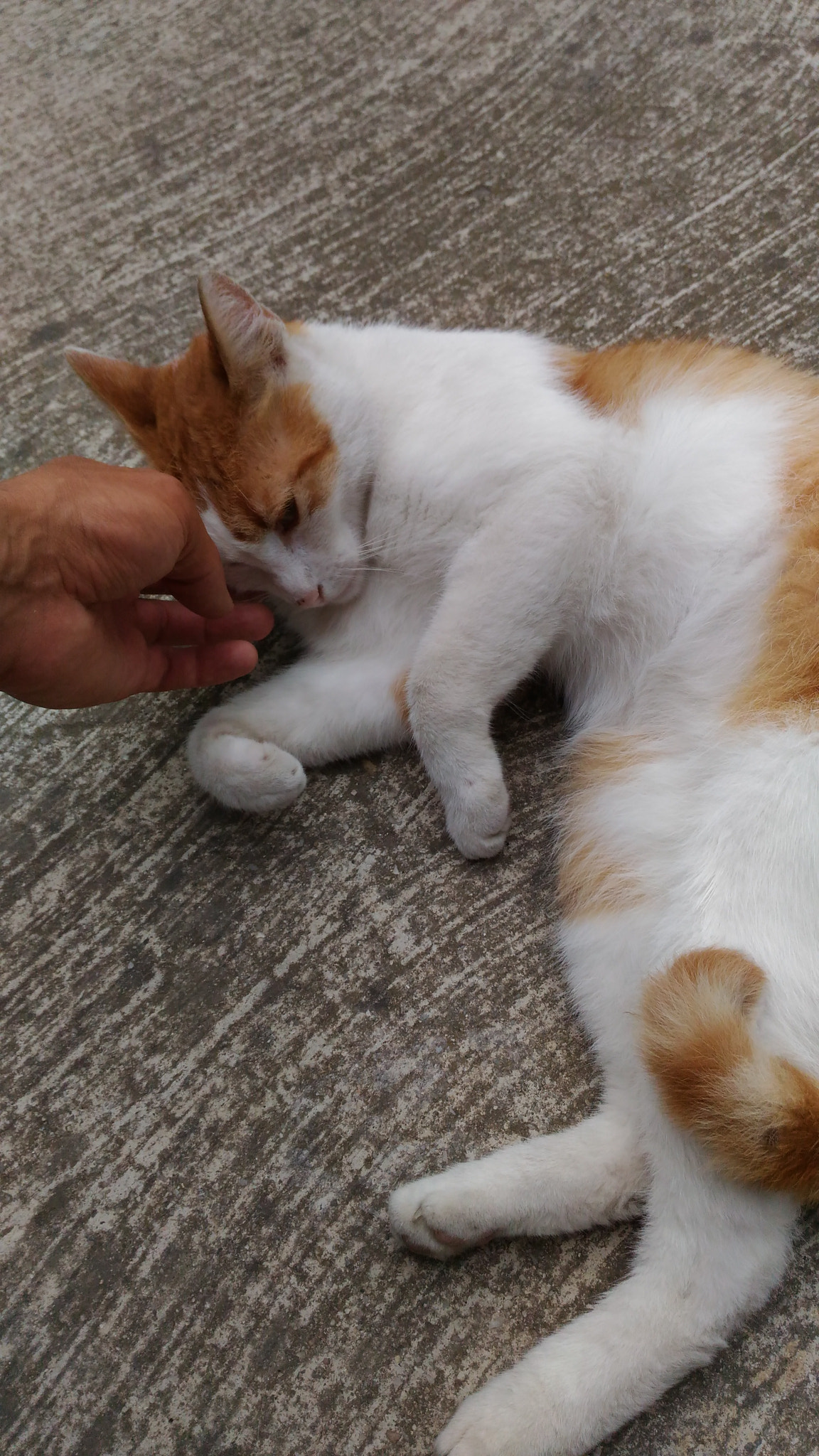 ASUS ZenFone Max (ZC550KL) sample photo. Cute kitty photography