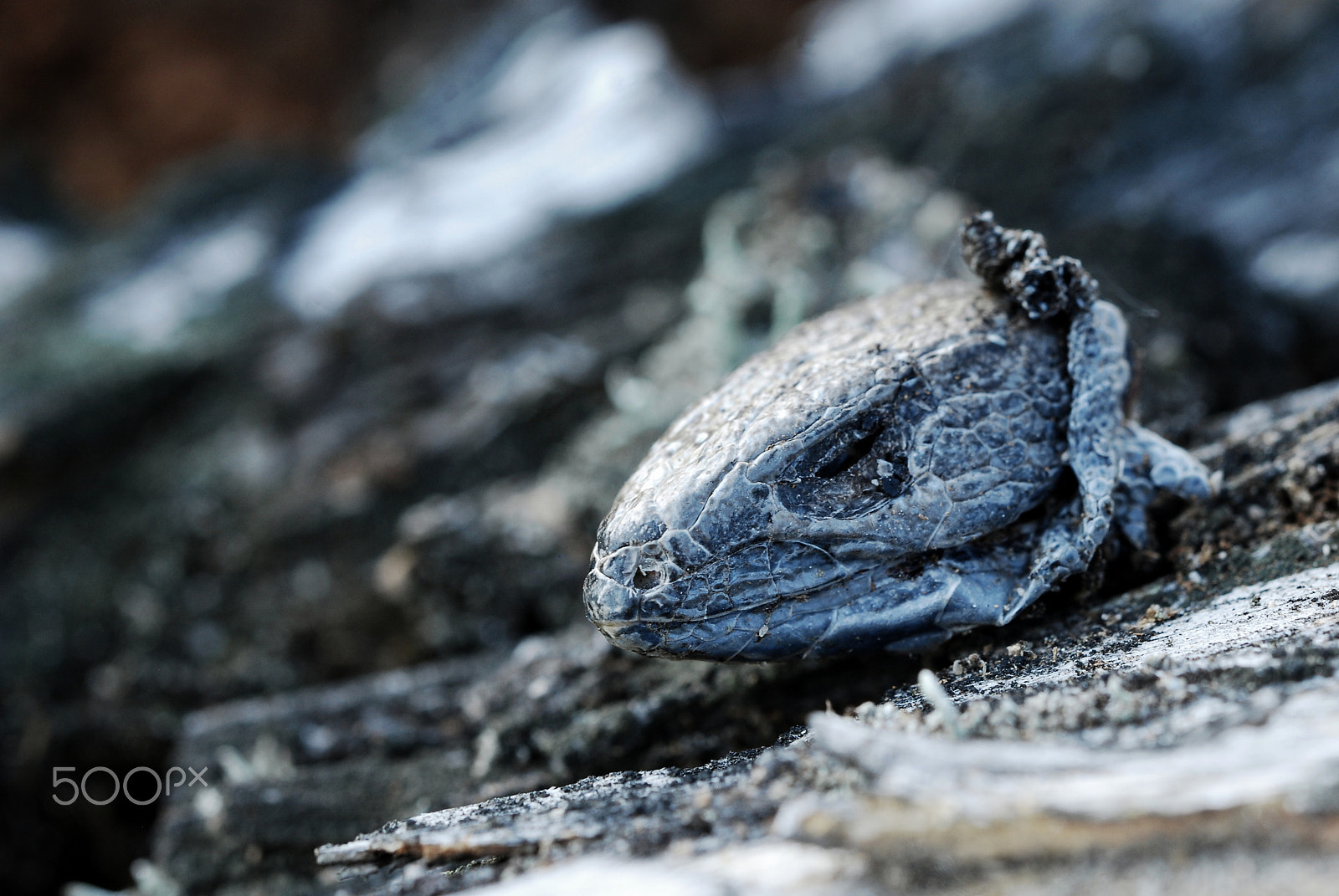 Nikon D80 sample photo. Decapitated photography