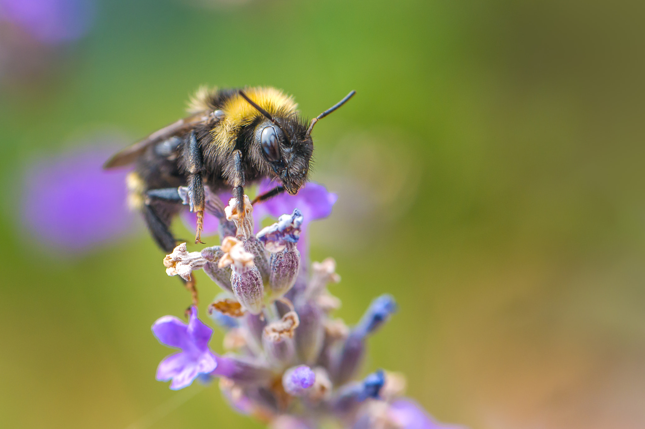Panasonic Lumix G 42.5mm F1.7 ASPH Power OIS sample photo. Bee photography