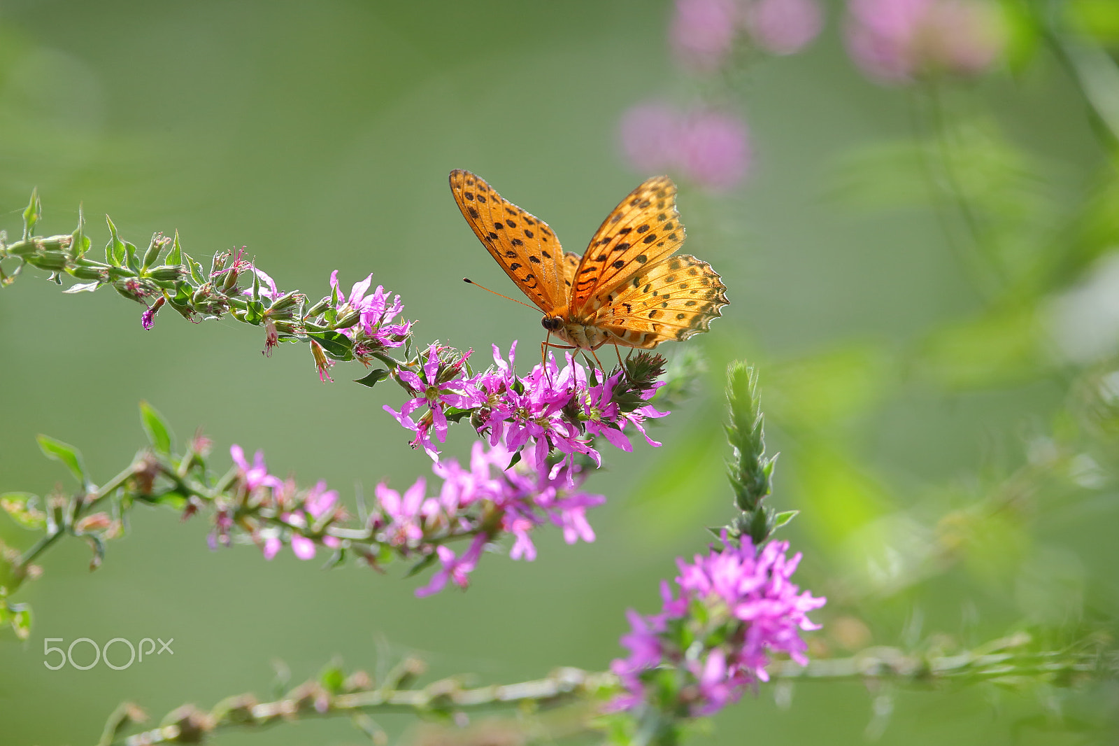Canon EF 400mm F2.8L IS II USM sample photo. Bs3p5258.jpg photography