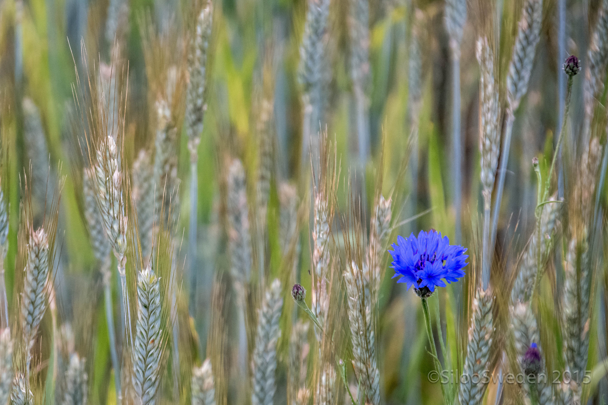 Sigma 18-200mm F3.5-6.3 DC OS HSM sample photo. Cornflower - midsummerflower photography