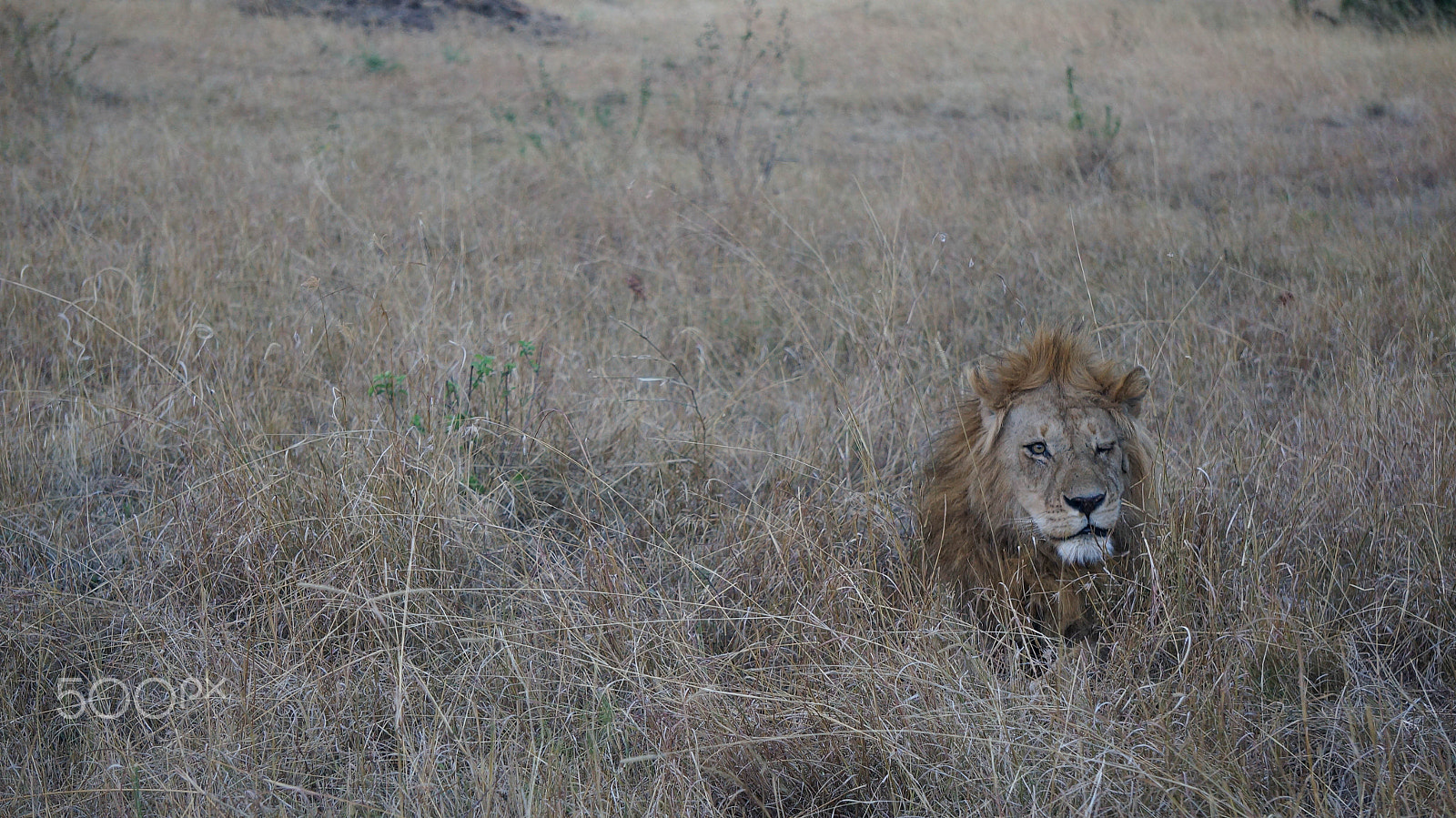 Sony Alpha NEX-5N + Sony E 55-210mm F4.5-6.3 OSS sample photo. Lion in the masai mara safari photography