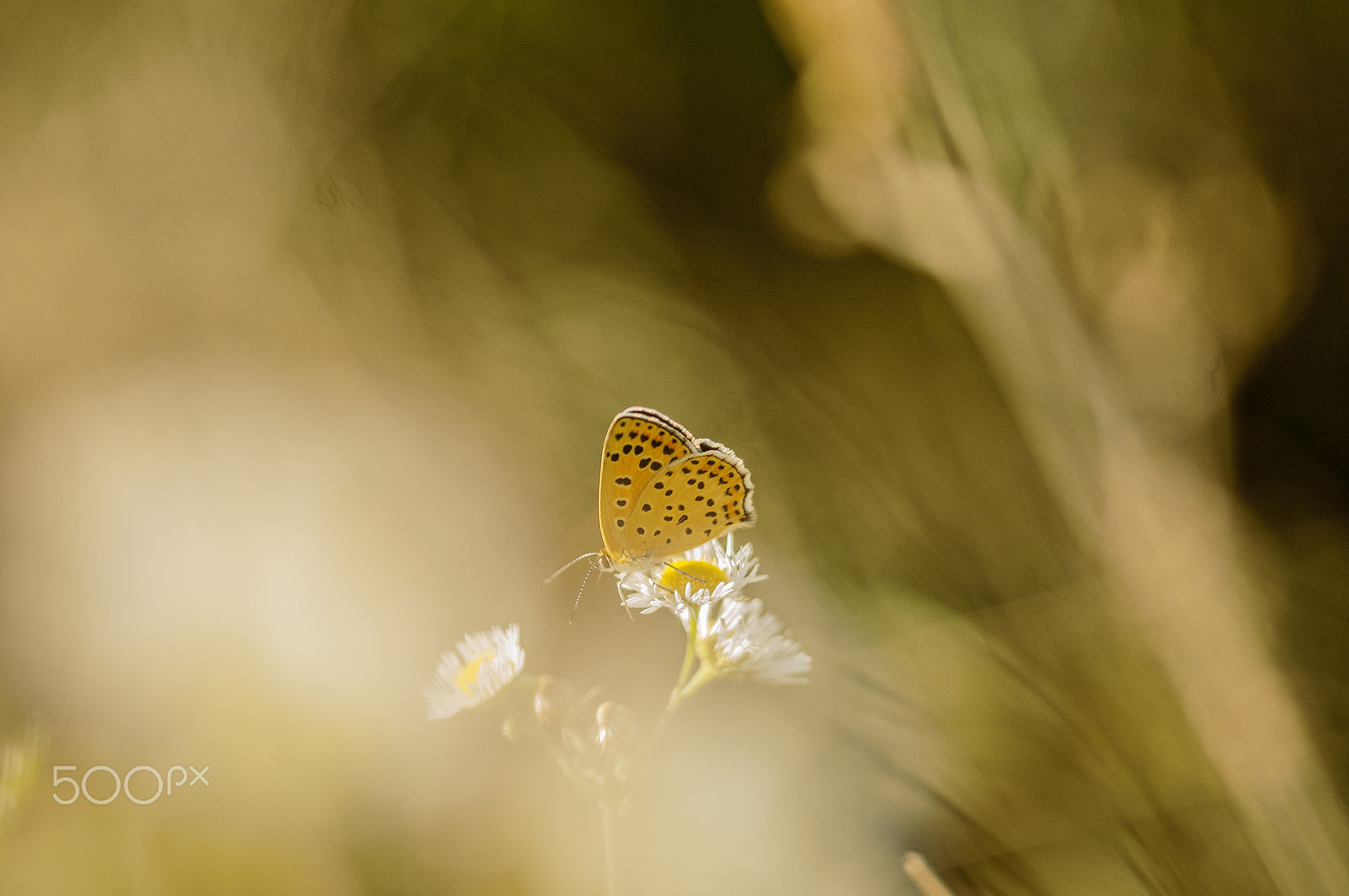 Sigma 105mm F2.8 EX DG OS HSM sample photo. Orange beauty photography