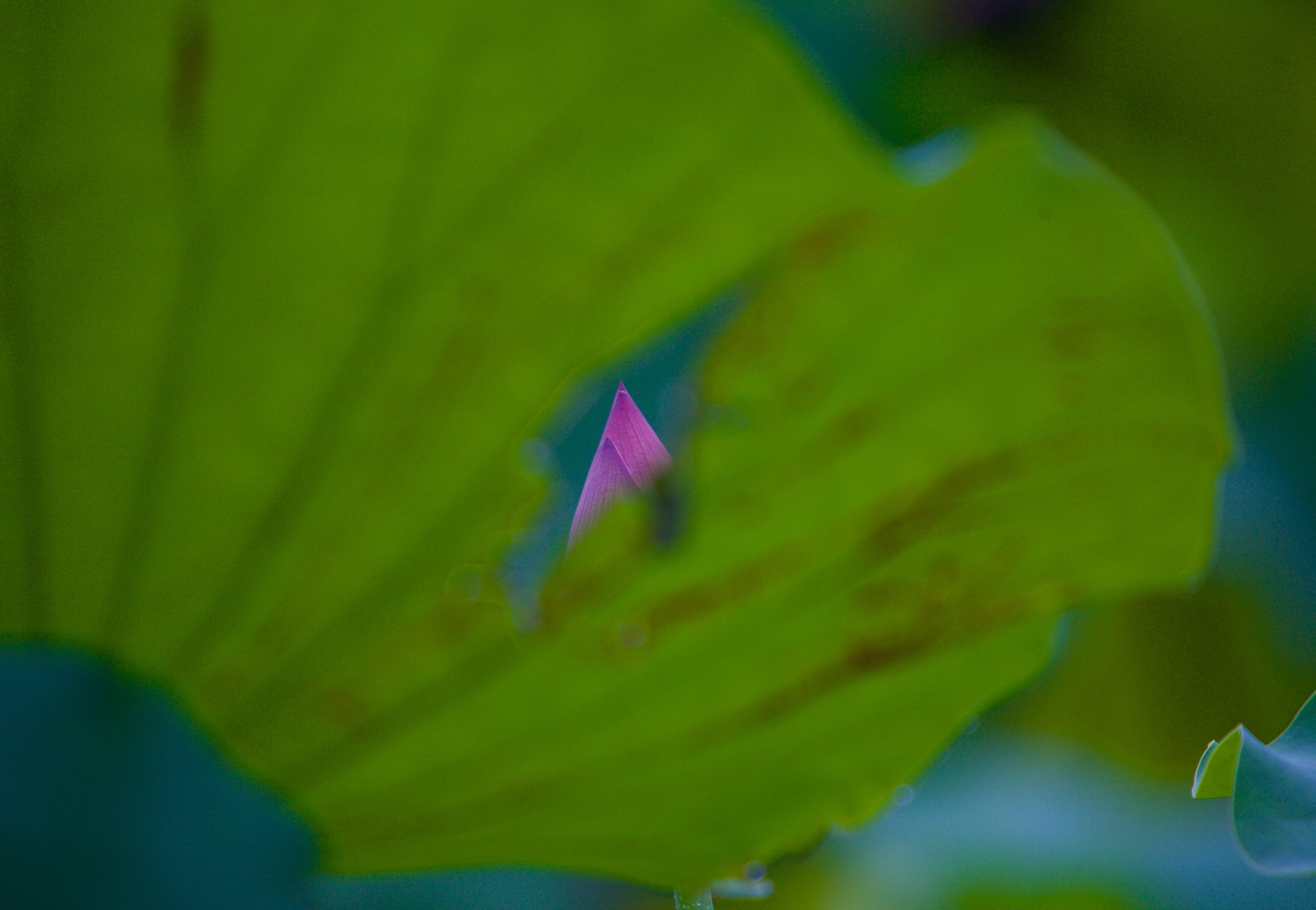Canon EF 70-200mm F2.8L IS USM sample photo. Lotus photography