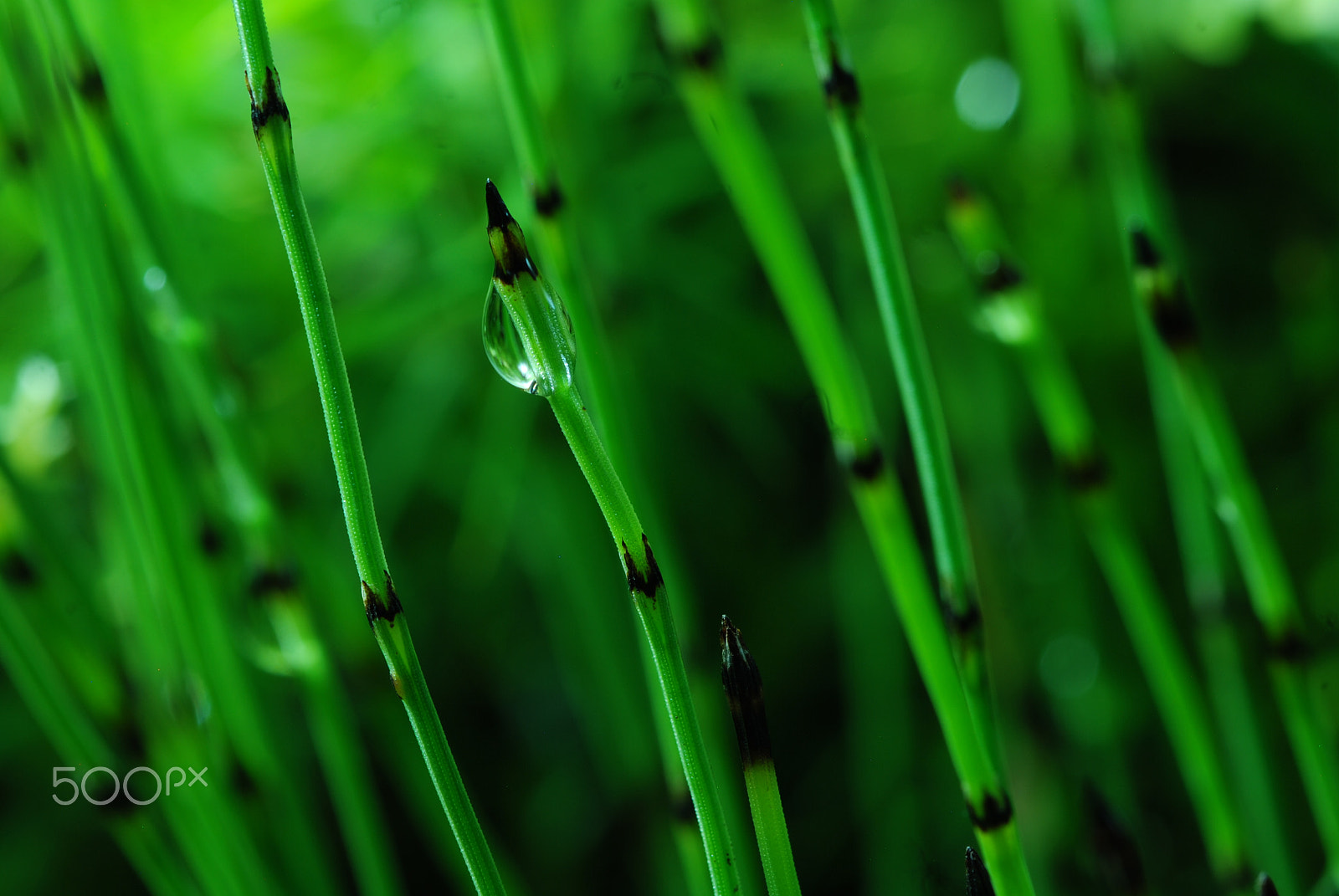 Nikon D80 sample photo. Dwarf horsetail close-up photography
