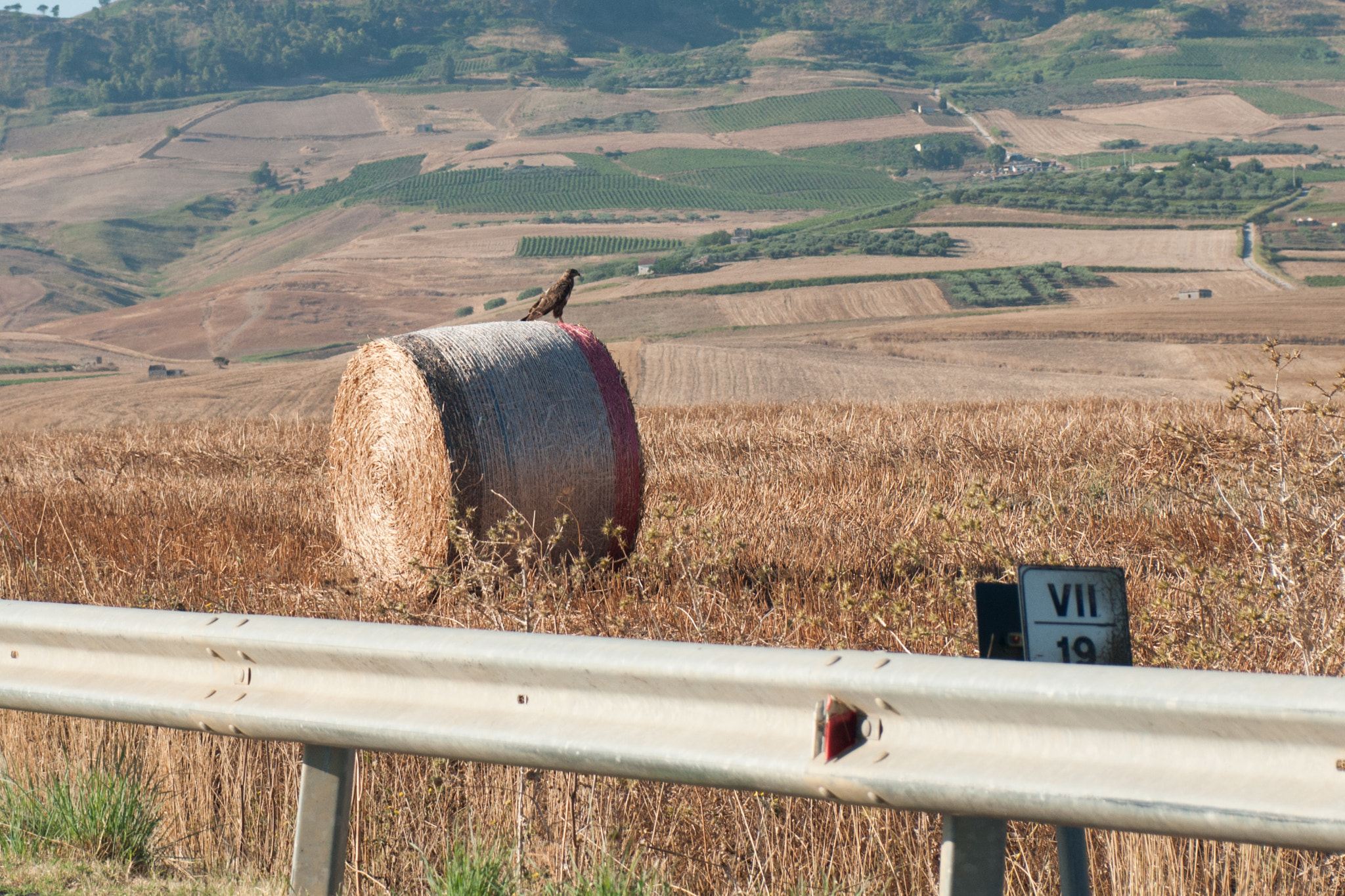 Sony Alpha DSLR-A700 + Minolta AF 28-85mm F3.5-4.5 New sample photo. Little hawk on the bale. photography