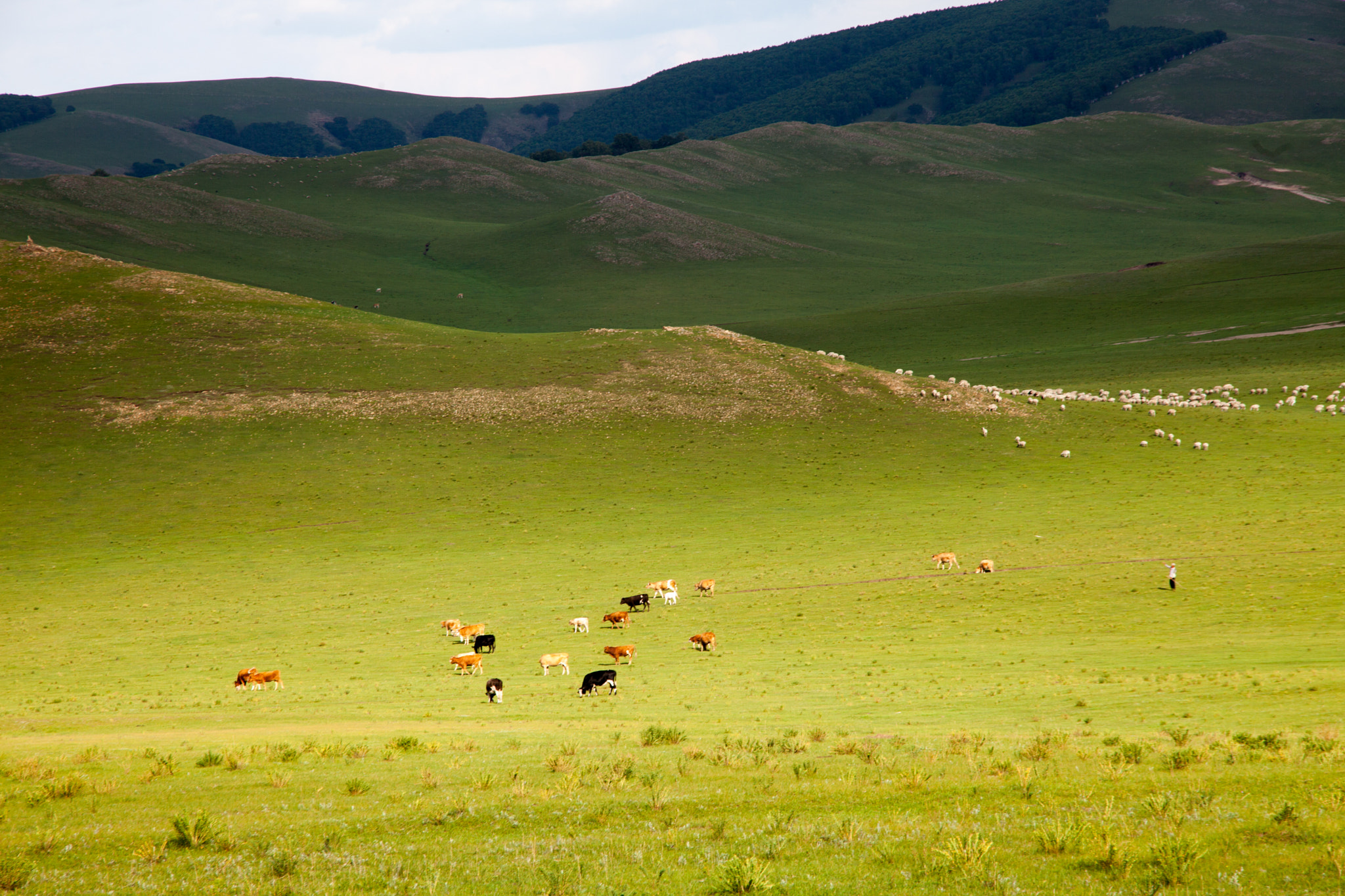 Canon EF 28-200mm F3.5-5.6 USM sample photo. The grassland photography
