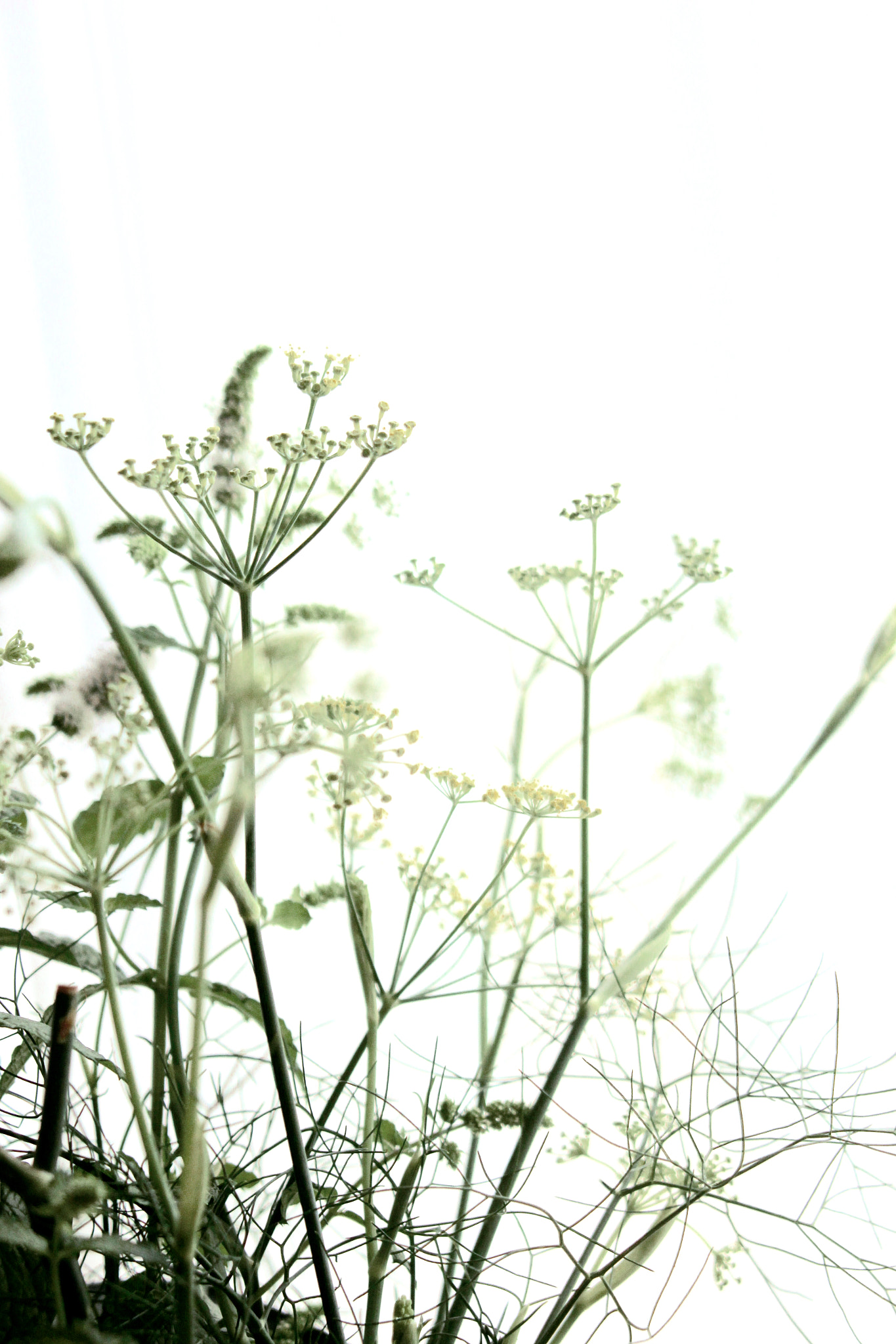 Canon EOS 600D (Rebel EOS T3i / EOS Kiss X5) sample photo. Fennel photography