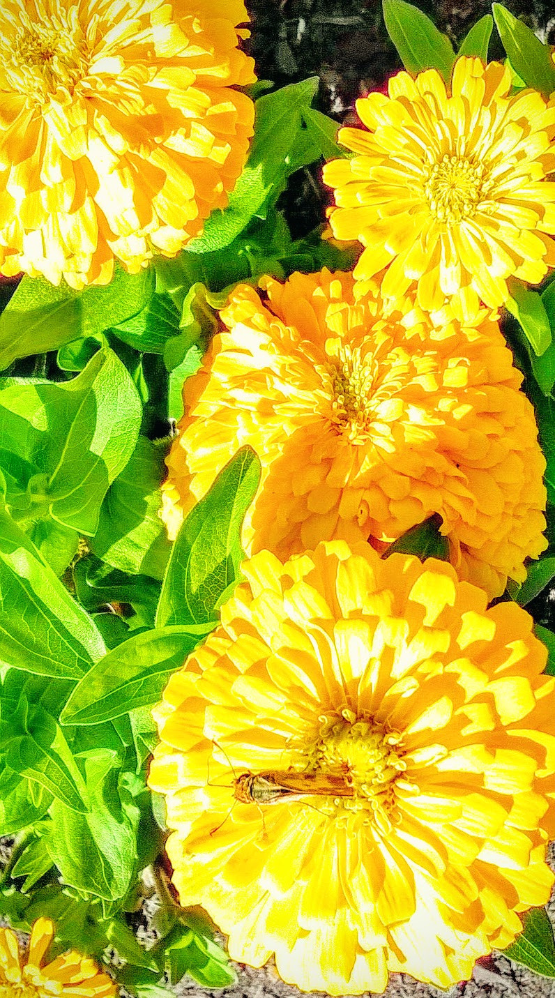 Nokia Lumia 630 sample photo. Bright yellow marigold photography