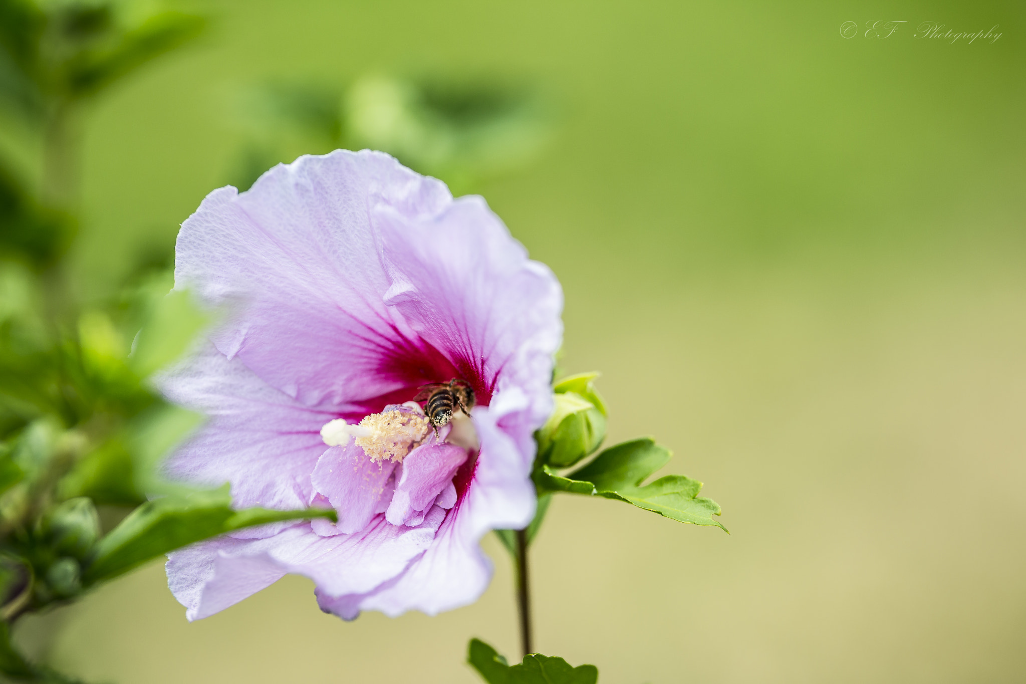 Canon EOS 70D + Sigma 50-100mm F1.8 DC HSM Art sample photo. Flowerpowersigma photography