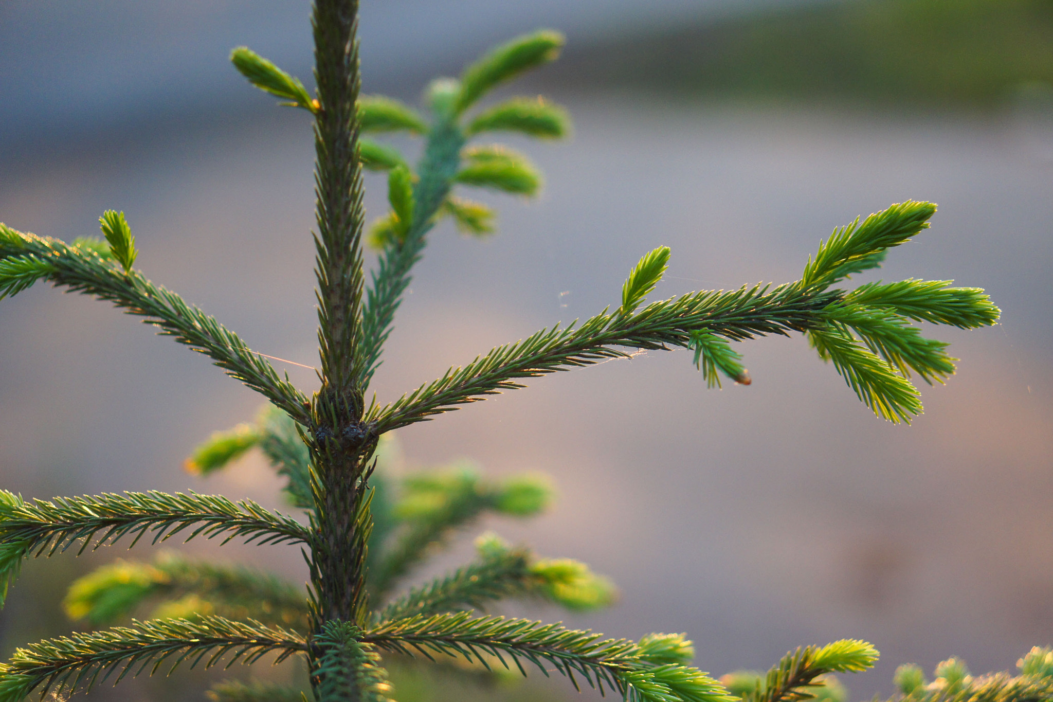 Sony Alpha NEX-5 + E 50mm F1.8 OSS sample photo. Young pine photography