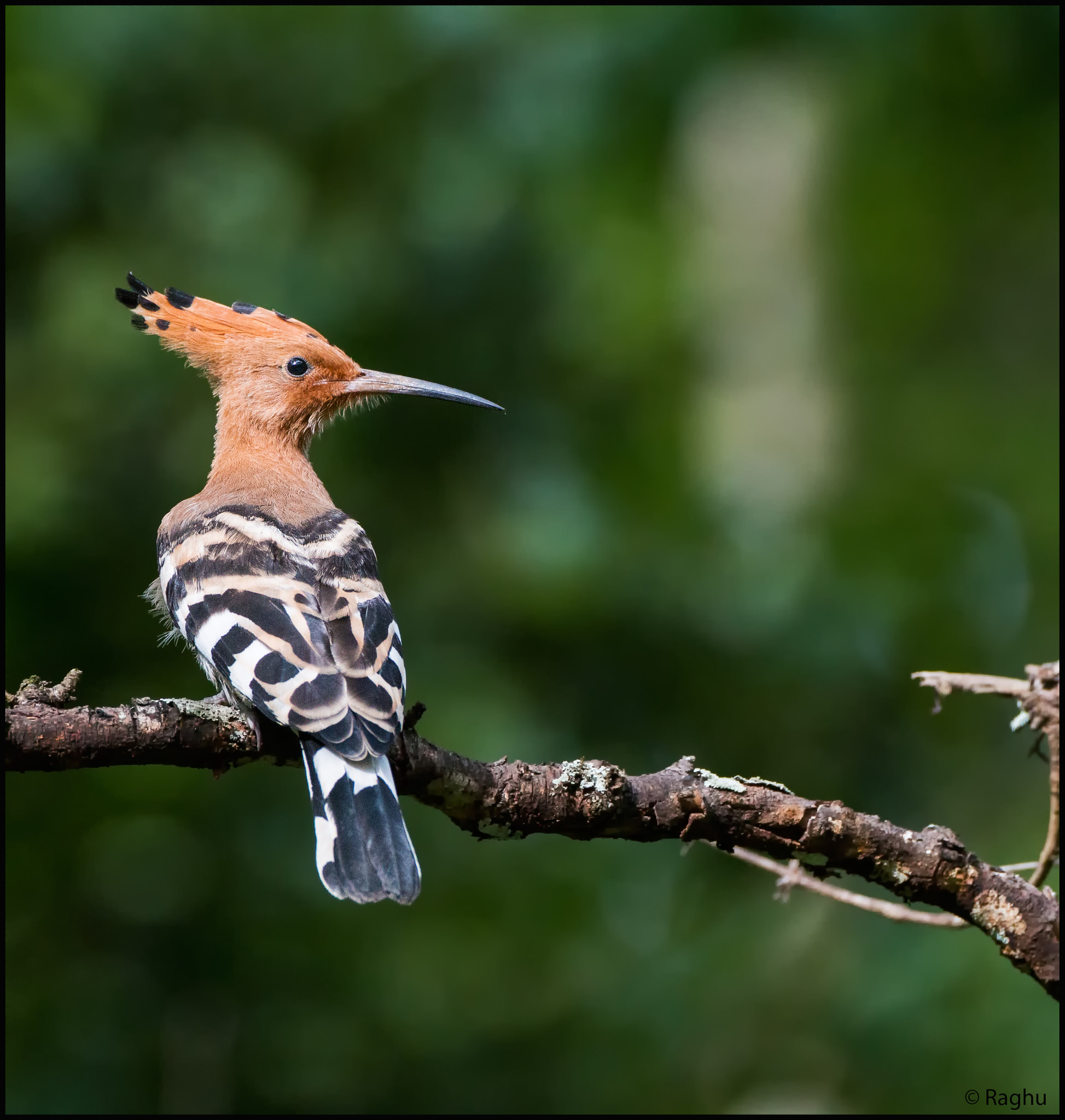 Canon EOS 70D + Canon EF 500mm F4L IS USM sample photo. Hoopoe! photography