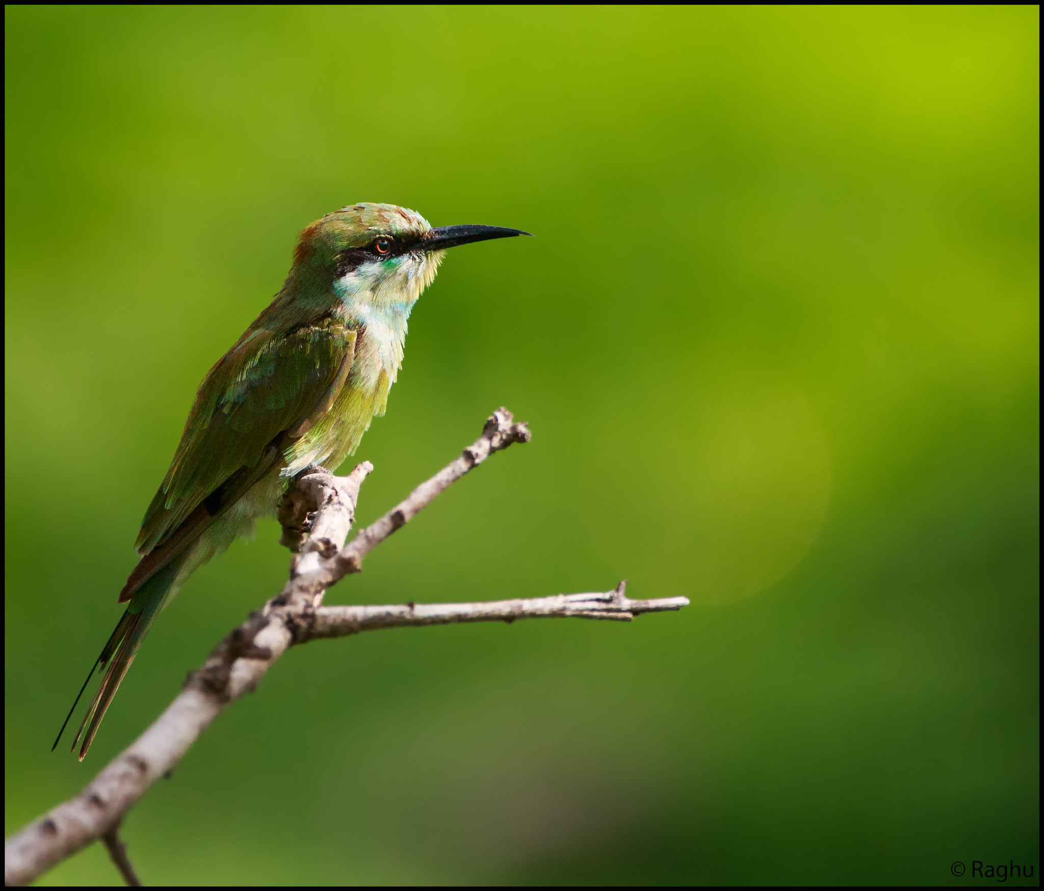 Canon EOS 70D + Canon EF 500mm F4L IS USM sample photo. Bee eater! photography