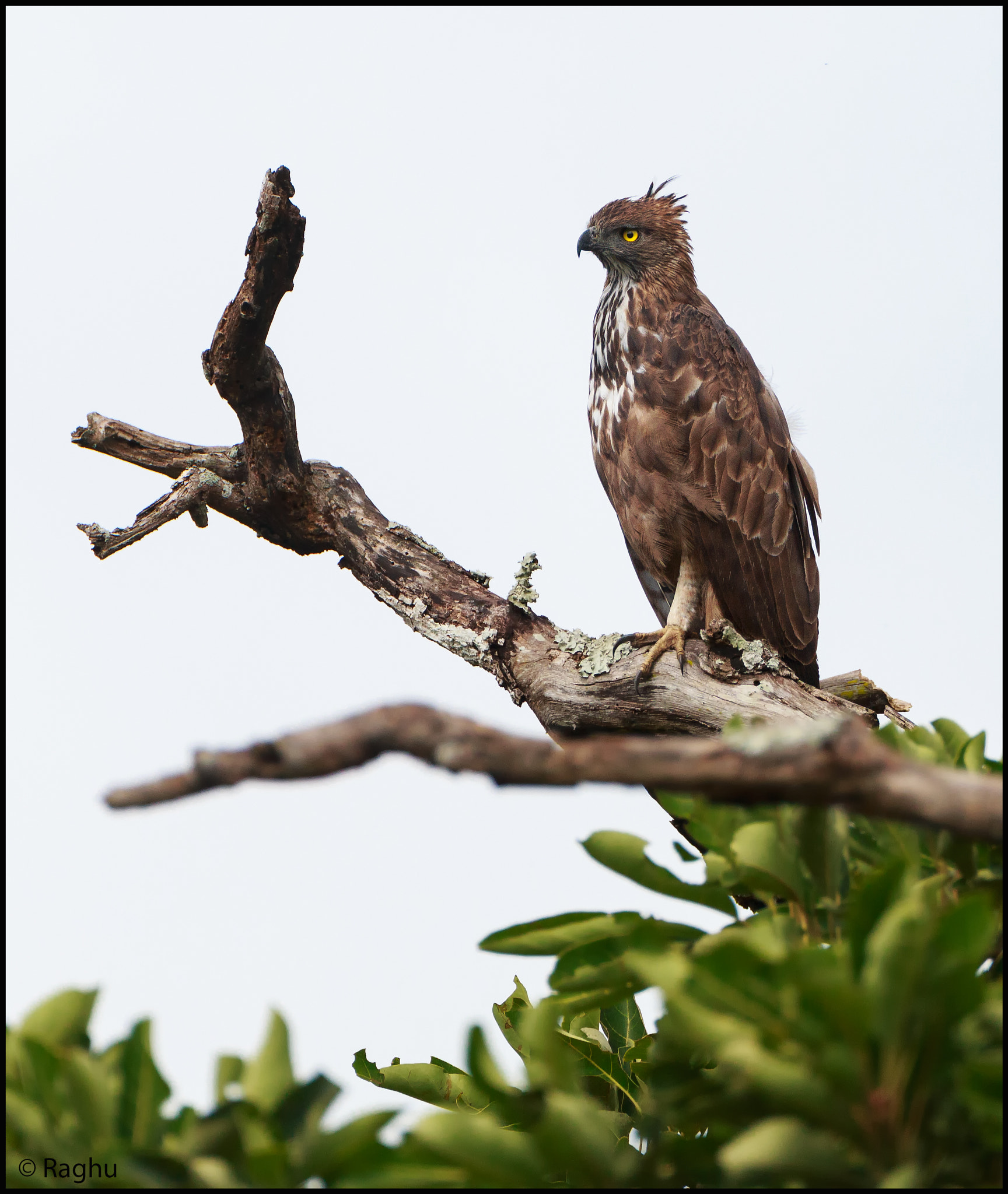 Canon EOS 70D + Canon EF 500mm F4L IS USM sample photo. Crested serpent eagle! photography