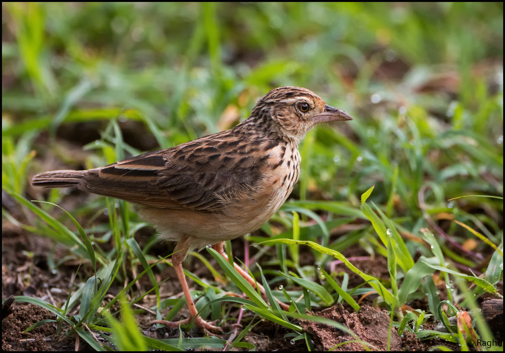 Canon EOS 70D + Canon EF 500mm F4L IS USM sample photo. Pipit! photography