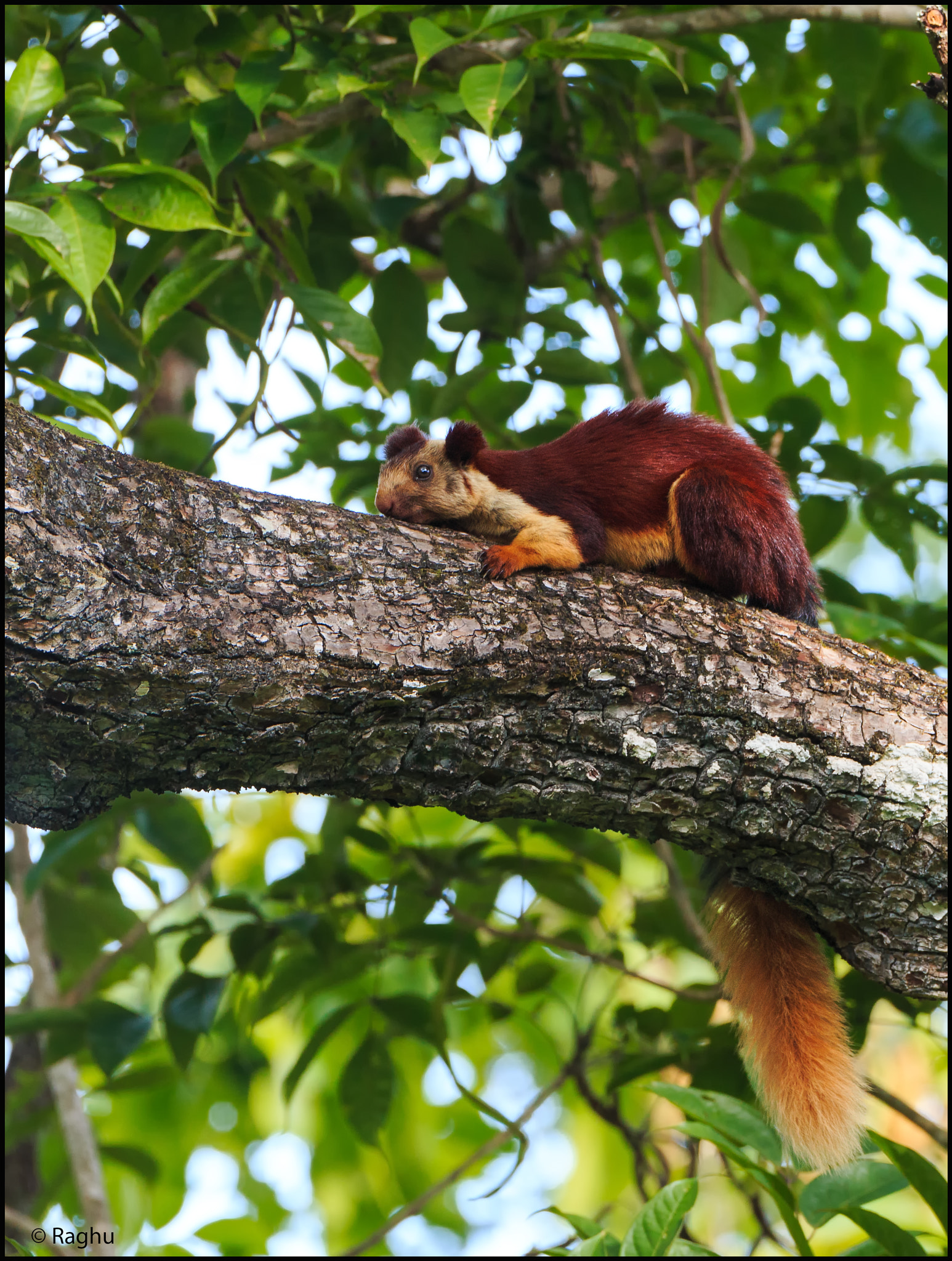 Canon EOS 70D + Canon EF 500mm F4L IS USM sample photo. Malabar giant squirrel! photography
