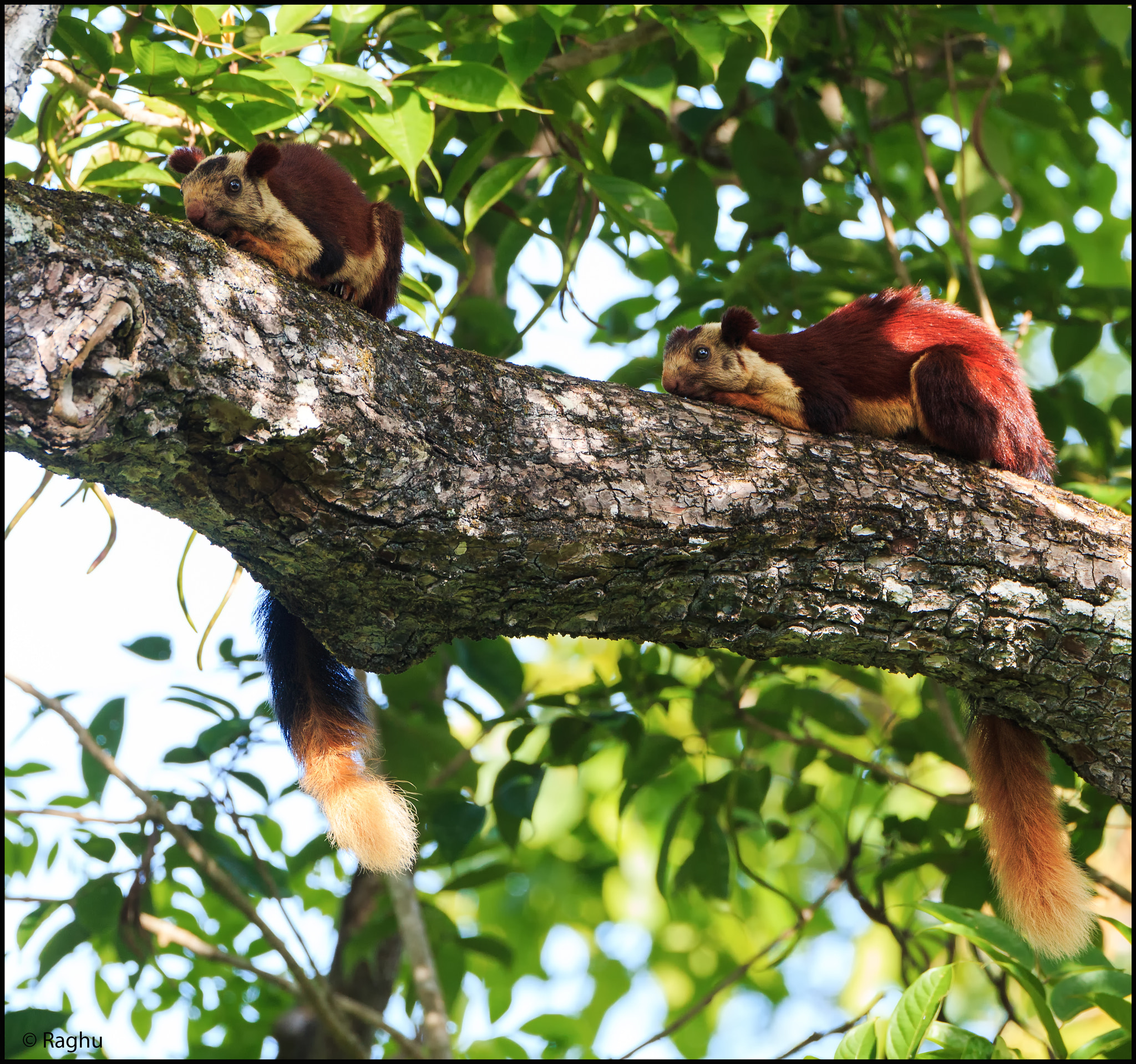 Canon EOS 70D + Canon EF 500mm F4L IS USM sample photo. Malabar giant squirrels! photography