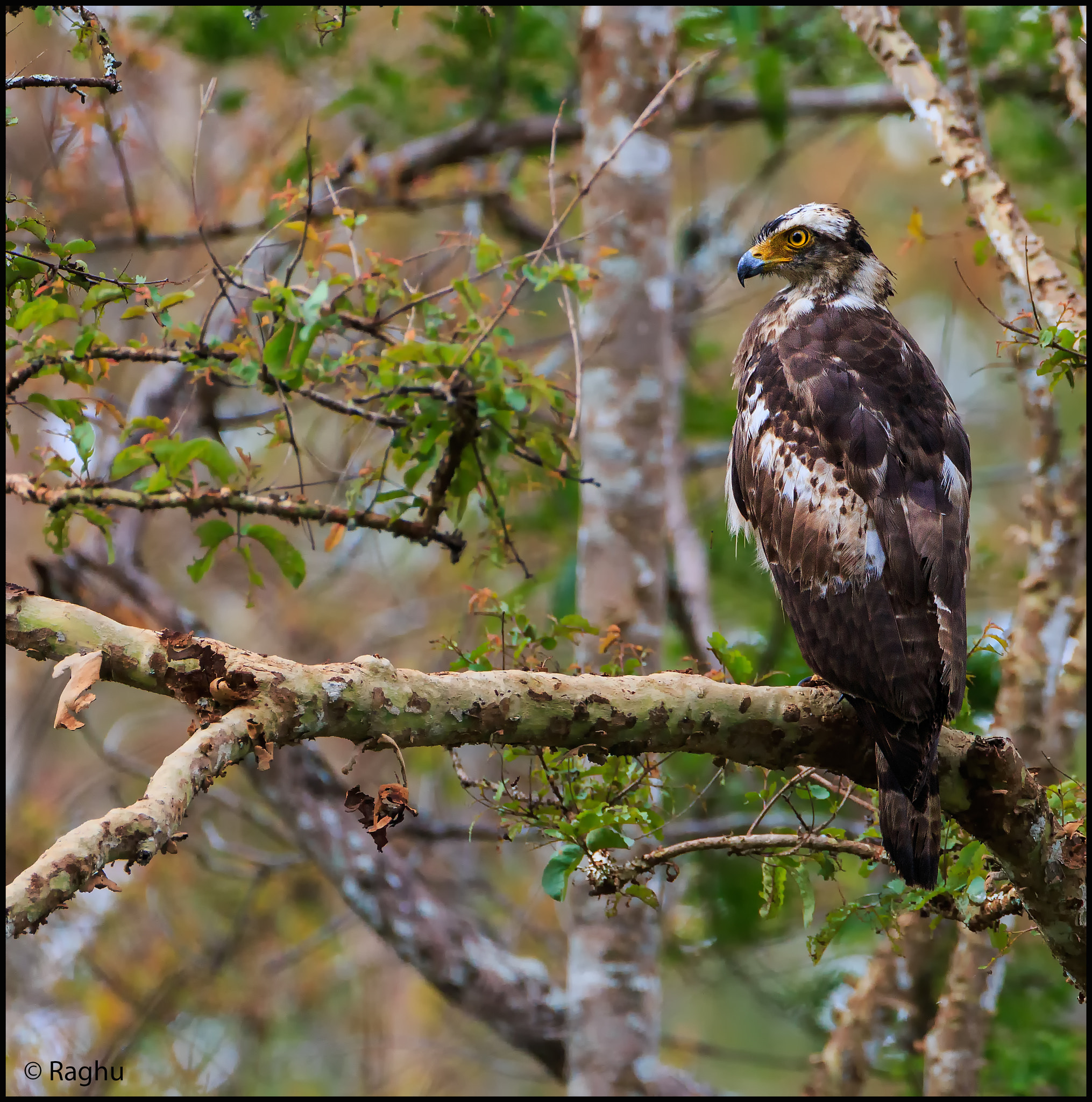 Canon EF 500mm F4L IS USM sample photo. Crested serpent eagle juv! photography