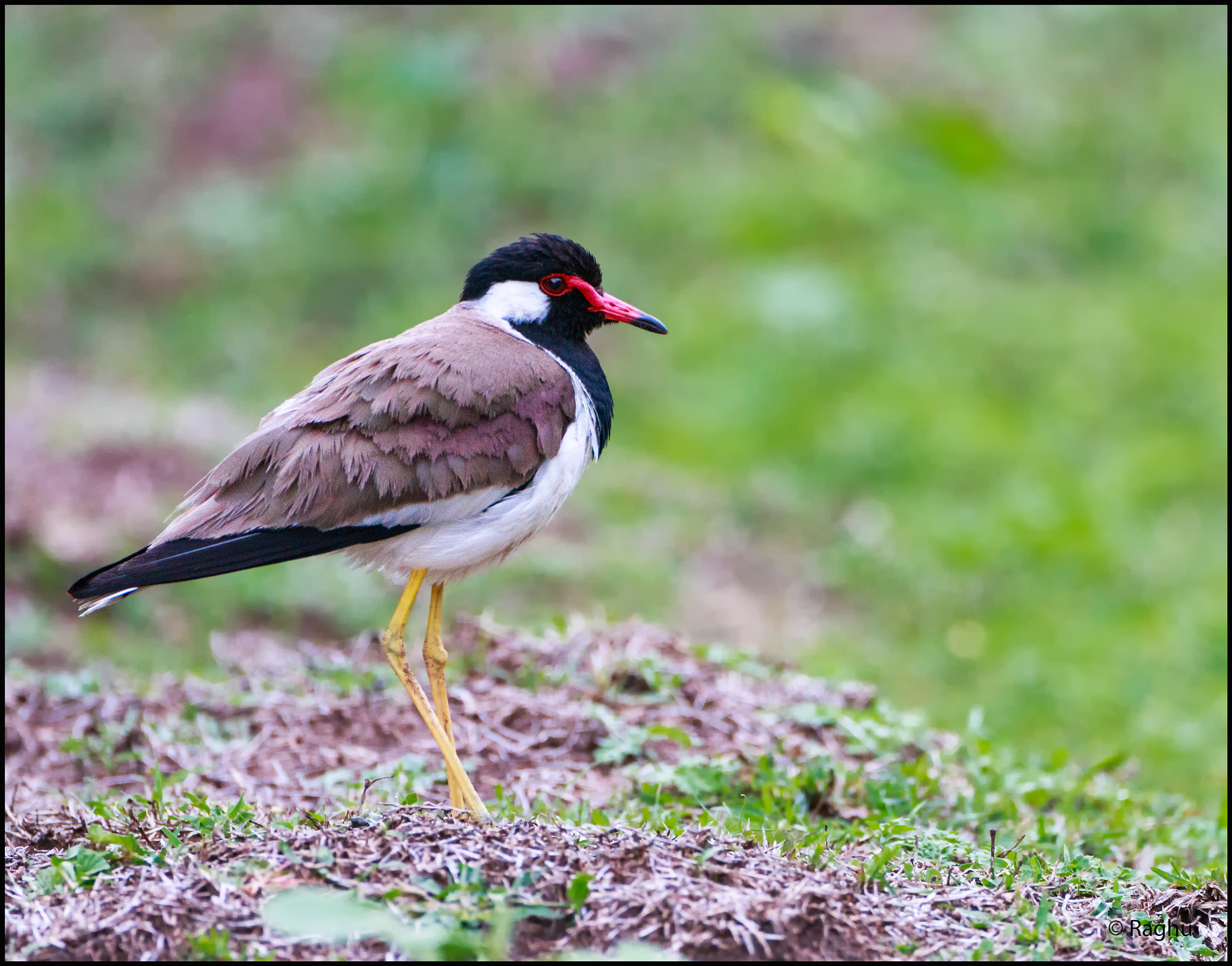 Canon EOS 70D + Canon EF 500mm F4L IS USM sample photo. Lapwing! photography